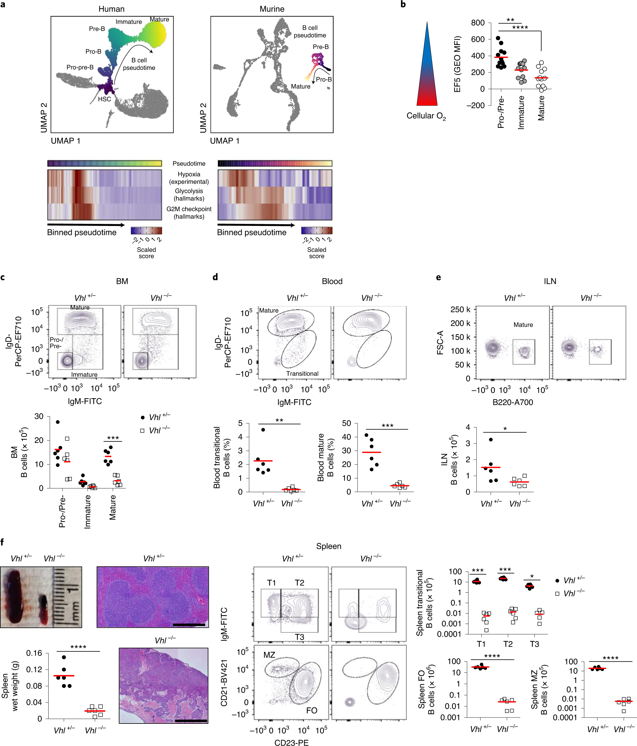Dynamic Regulation Of Hypoxia Inducible Factor 1a Activity Is Essential For Normal B Cell Development Nature Immunology