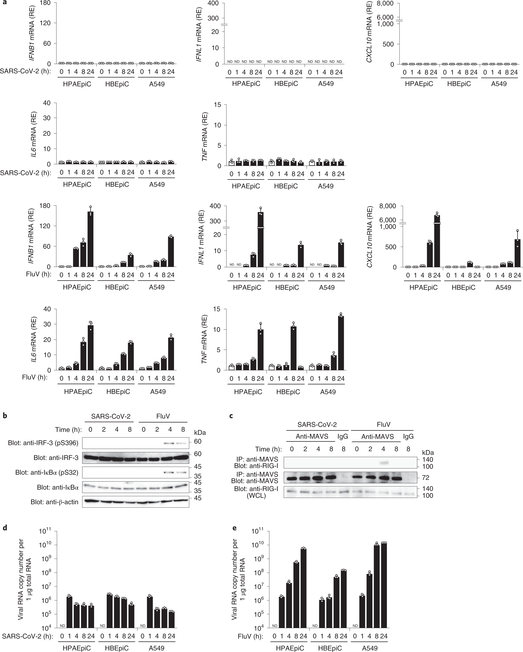 Rig I Triggers A Signaling Abortive Anti Sars Cov 2 Defense In Human Lung Cells Nature Immunology