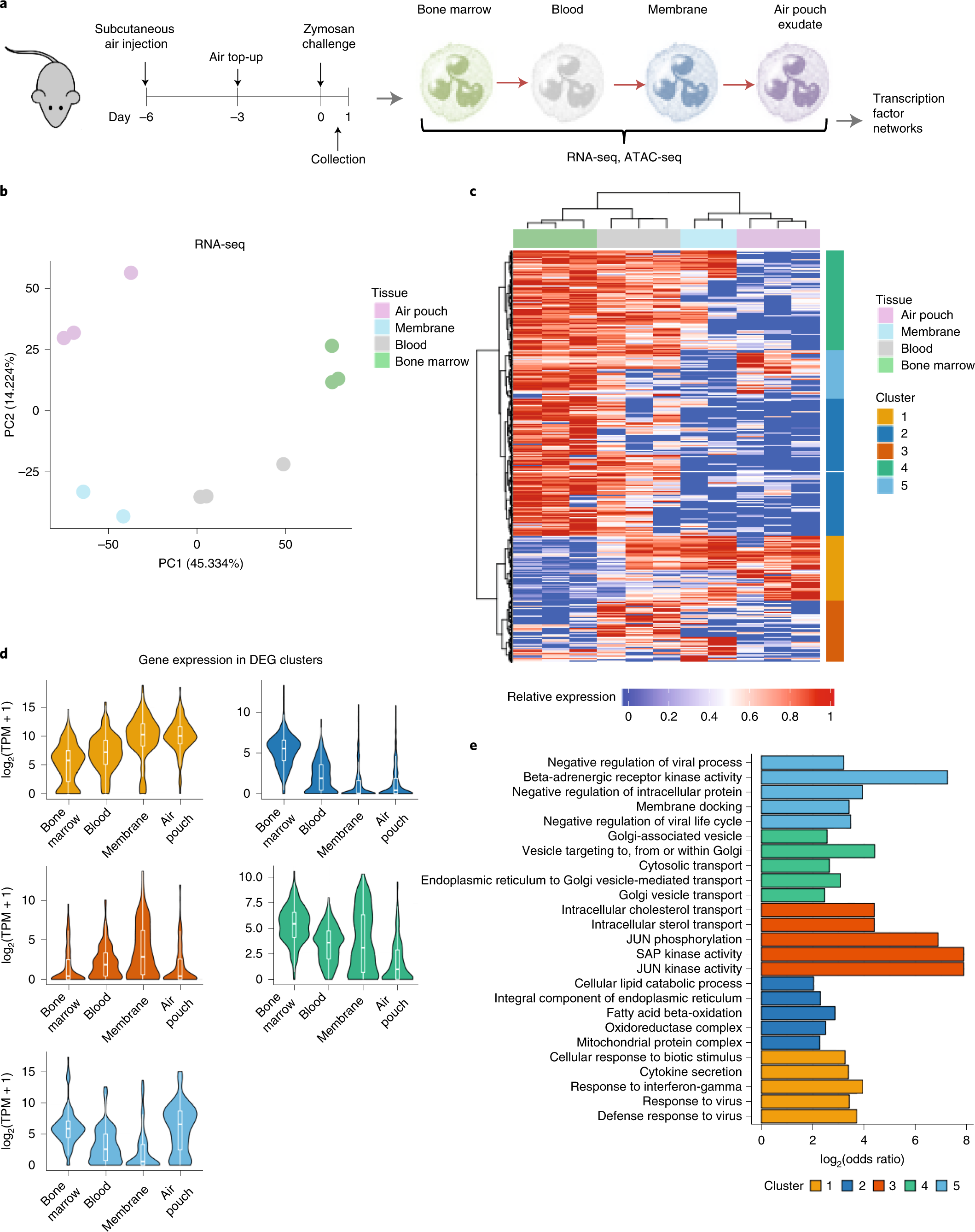 Distinct transcription factor networks control neutrophil-driven  inflammation | Nature Immunology