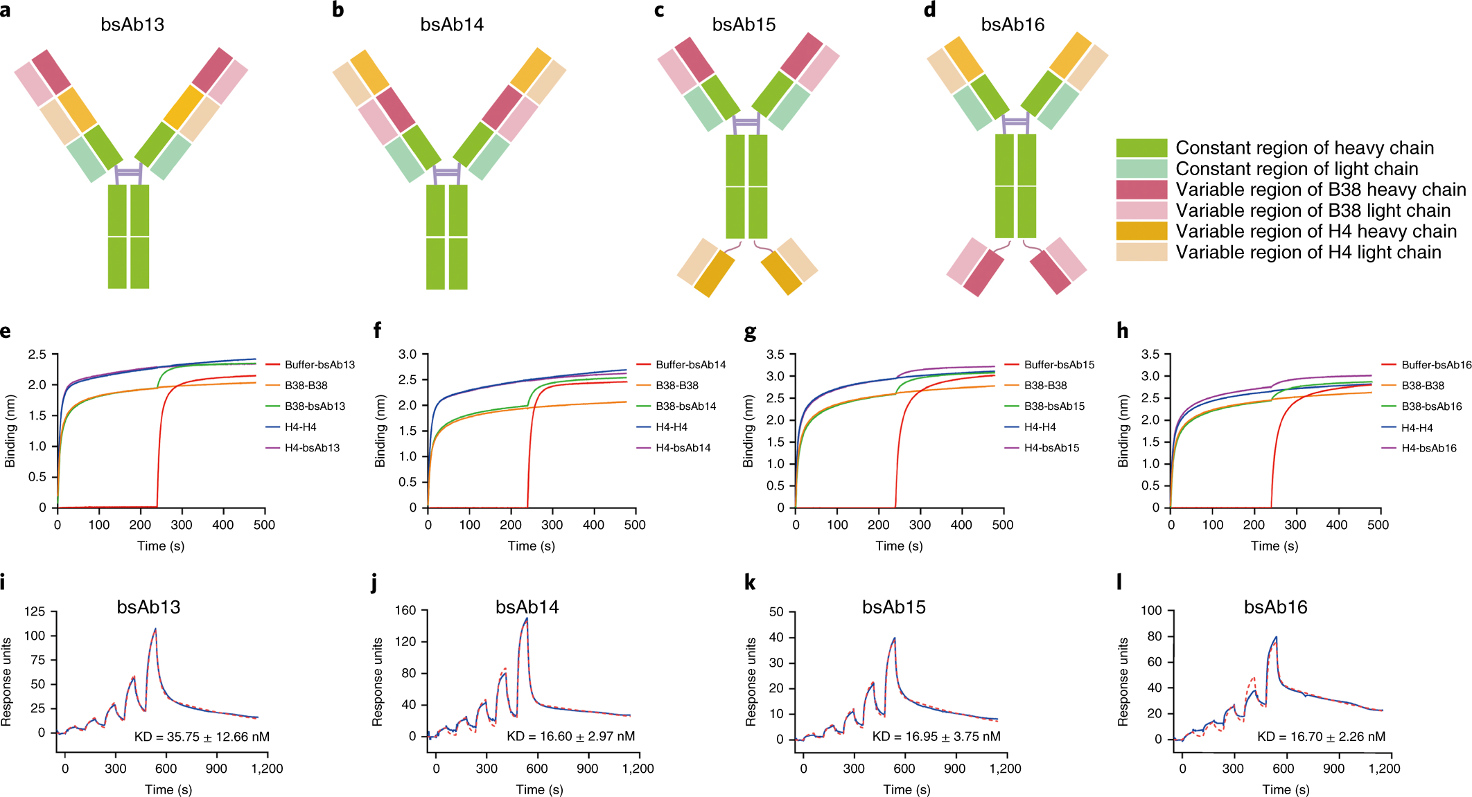 Fig. 1: Design and characterization of bsAbs.