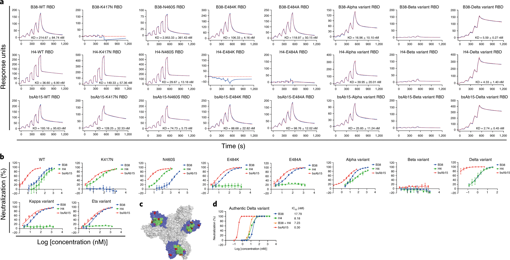 Fig. 6: Affinity characterization and neutralizing ability of bsAb15 against mutant pseudoviruses.