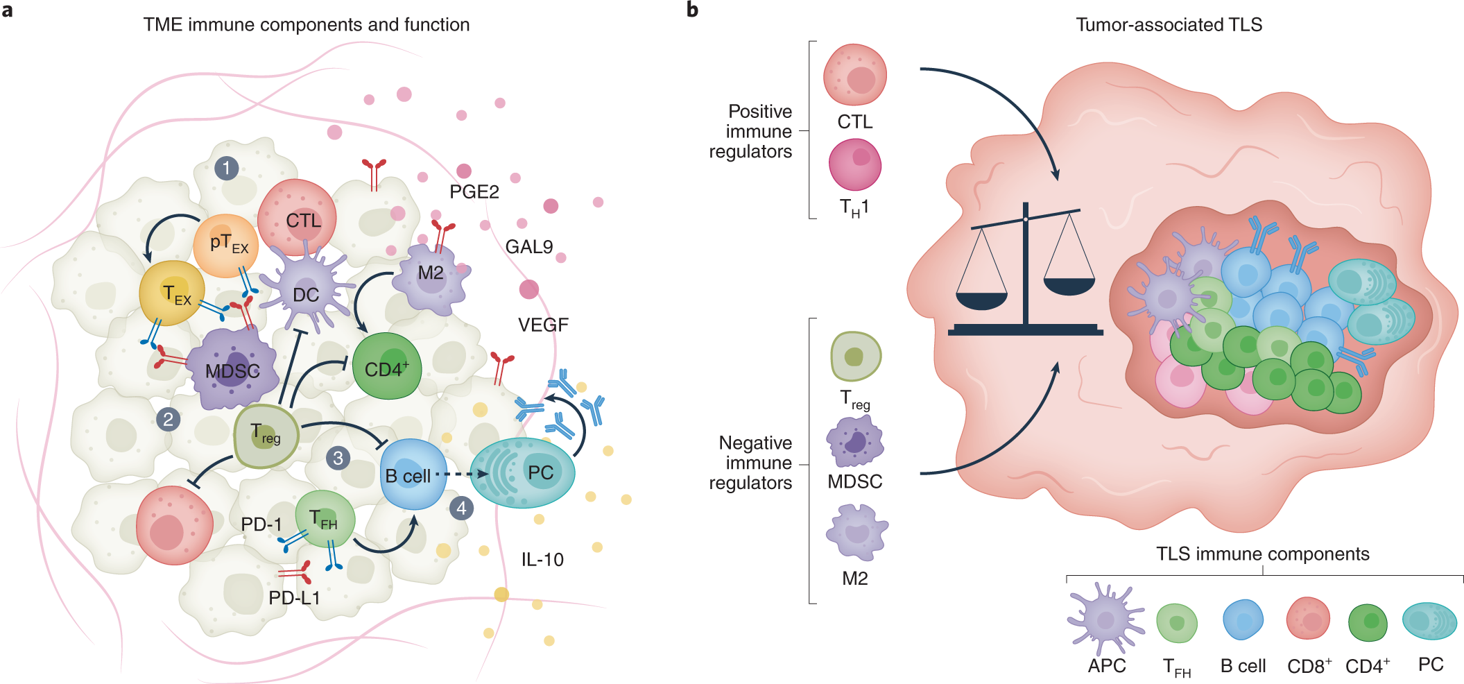 A decade of checkpoint blockade immunotherapy in melanoma: understanding  the molecular basis for immune sensitivity and resistance | Nature  Immunology