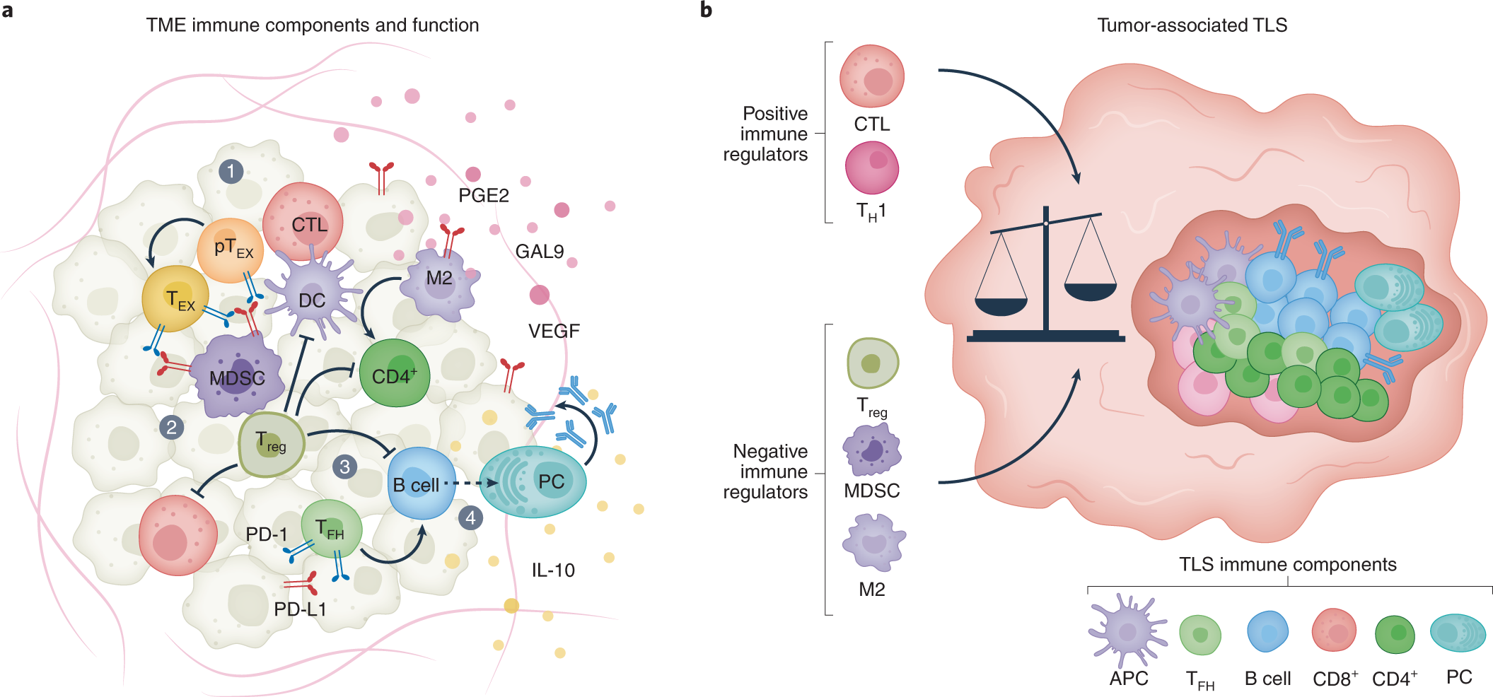 How melanoma evades the immune system