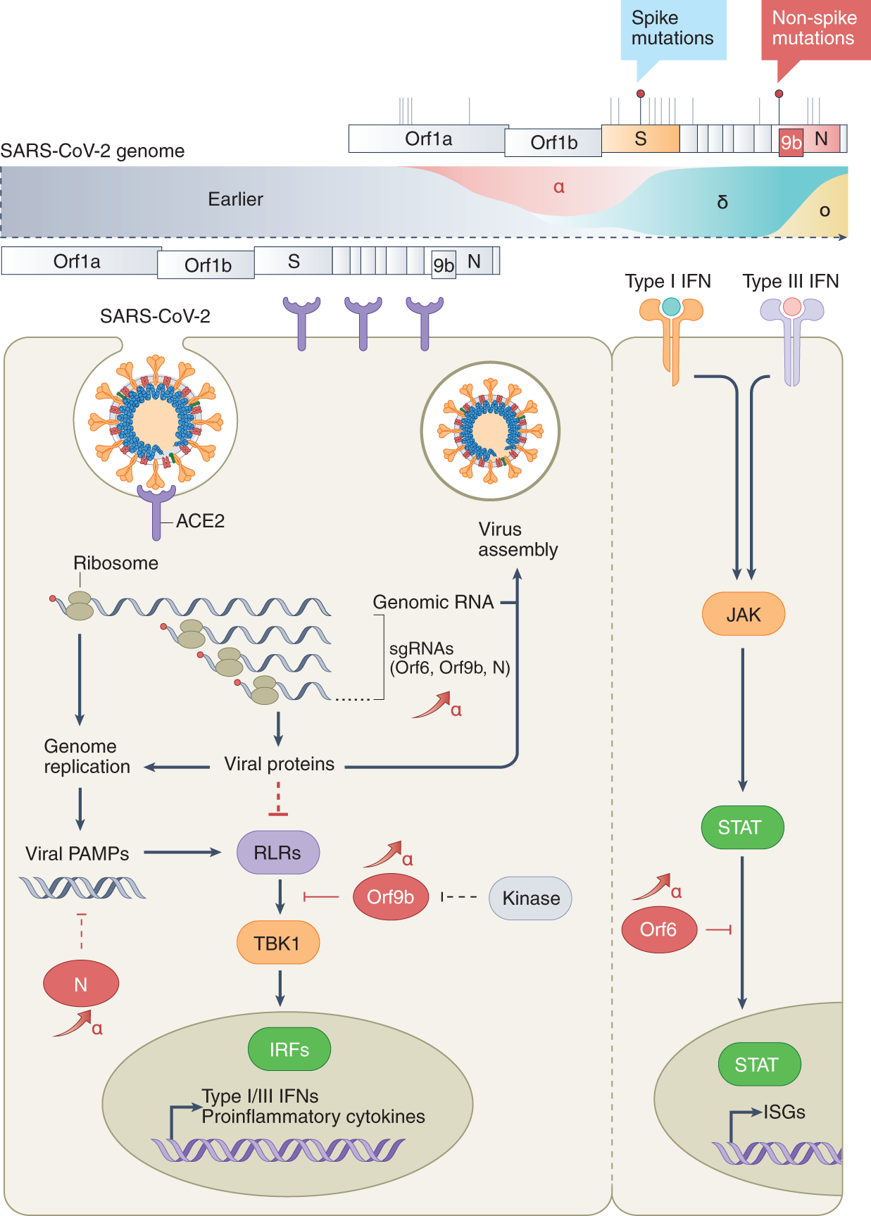 How SARS-CoV-2 evades the immune system