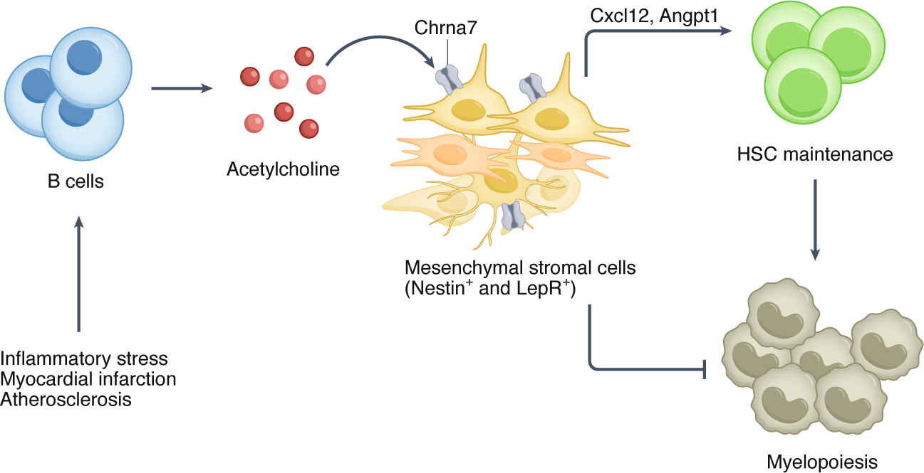 B cells regulate hematopoietic stem cells via cholinergic 