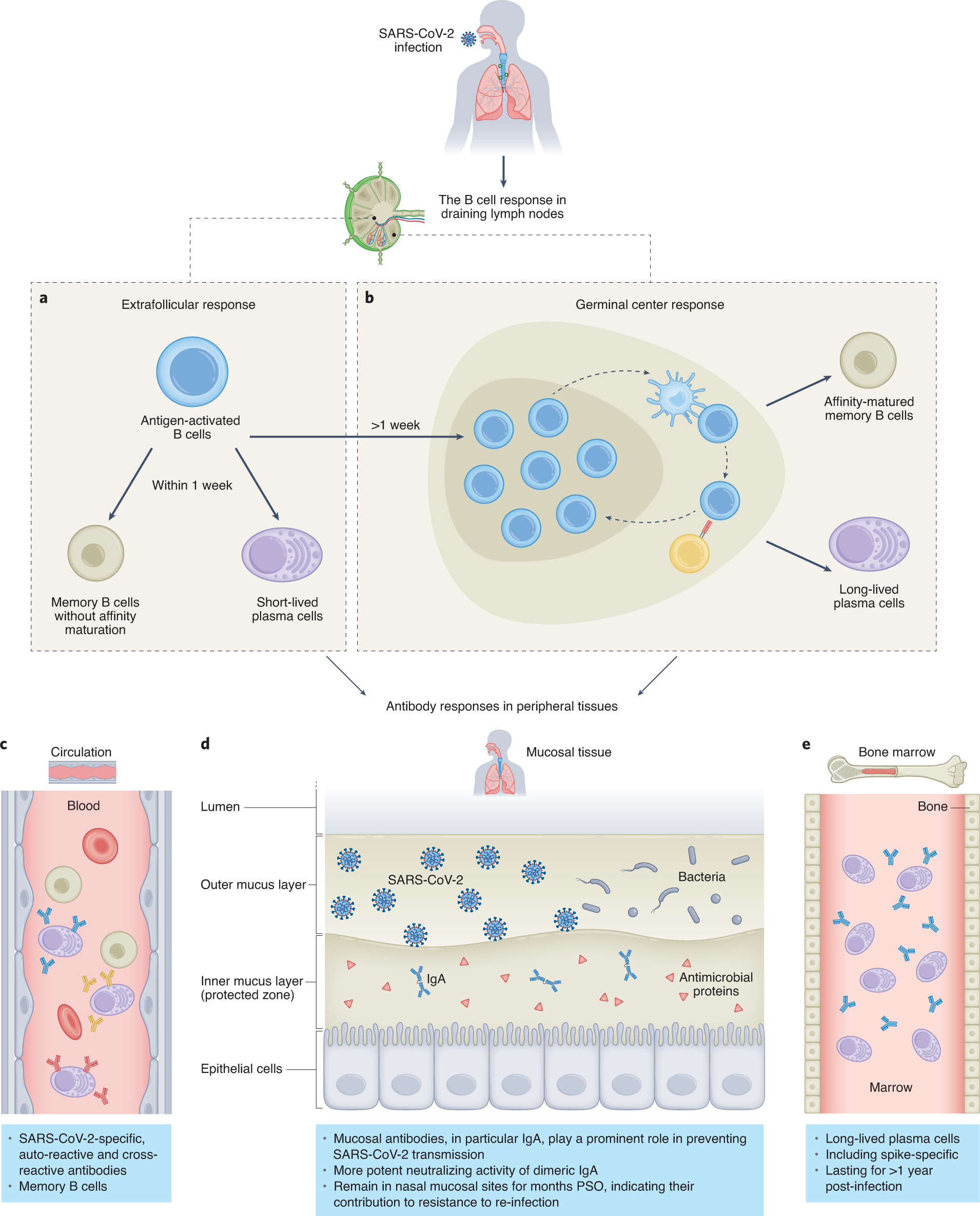 Frontiers  Unraveling cross-reactivity of anti-glycan IgG