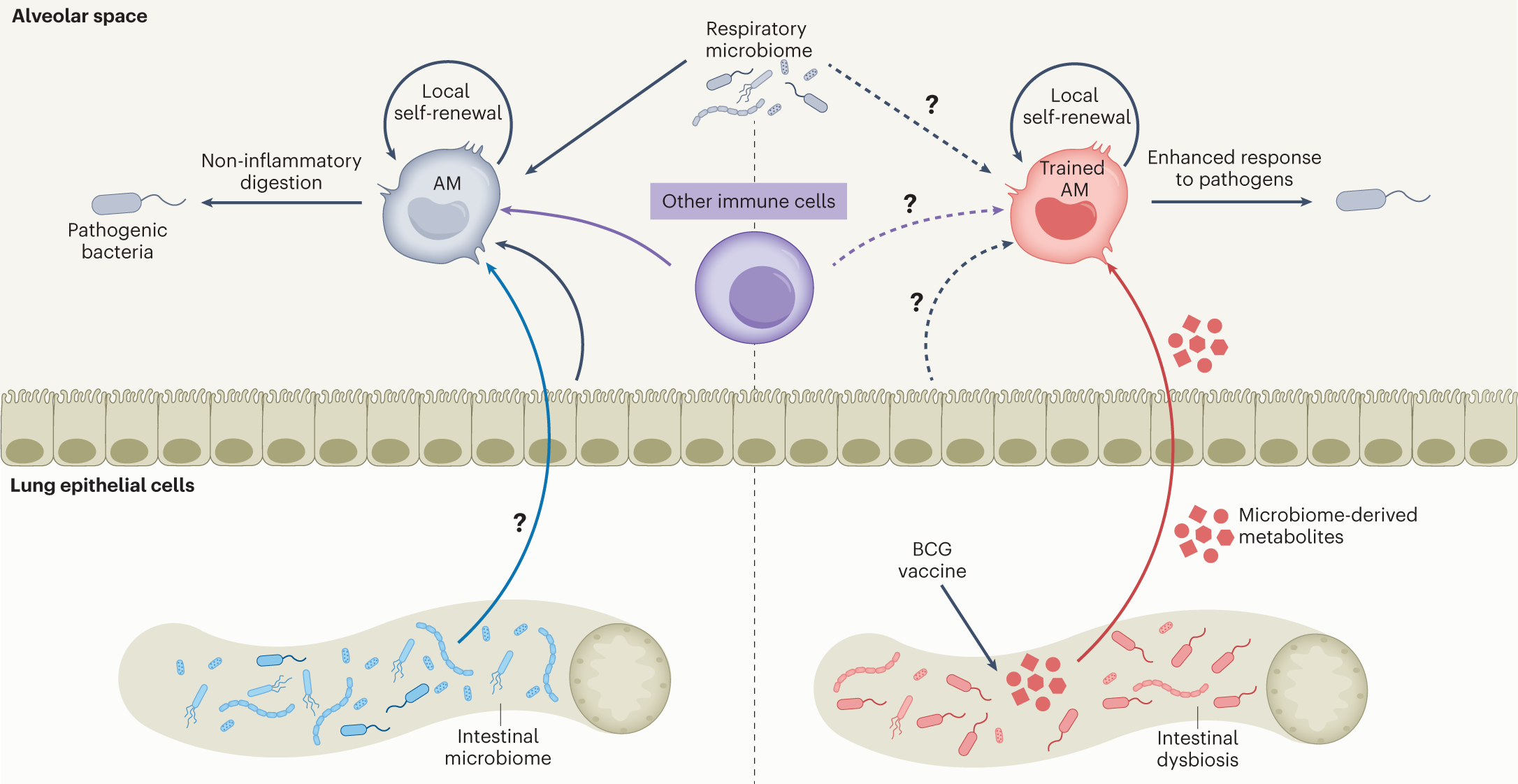 Intestinal microbe-derived metabolites instruct macrophages in the lungs |  Nature Immunology