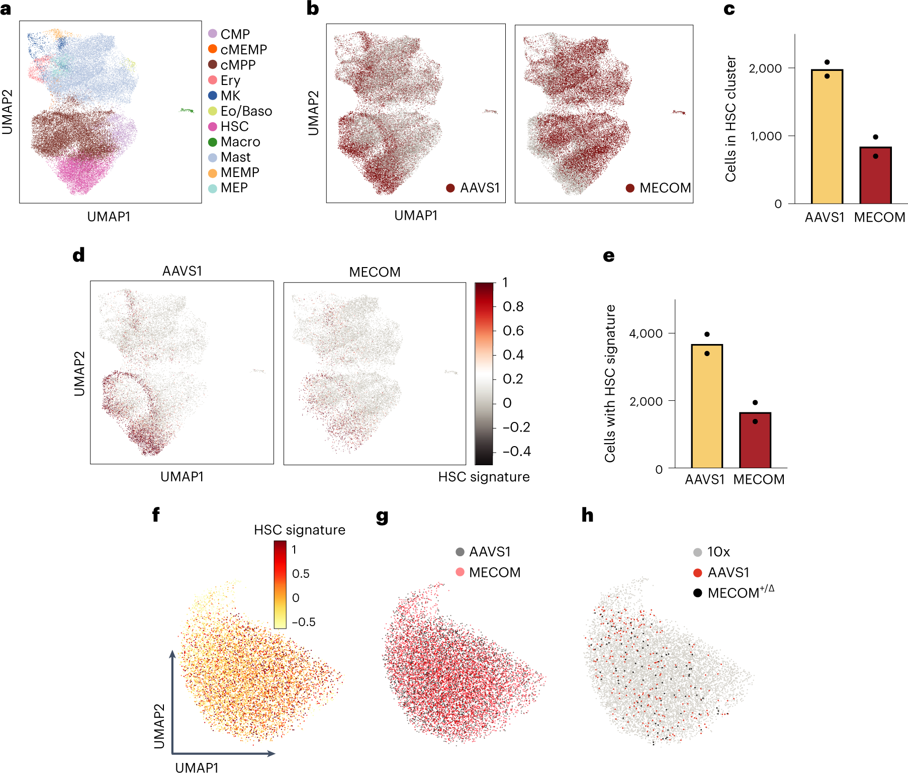 Fig. 2: Loss of transcriptional HSCs after MECOM perturbation.