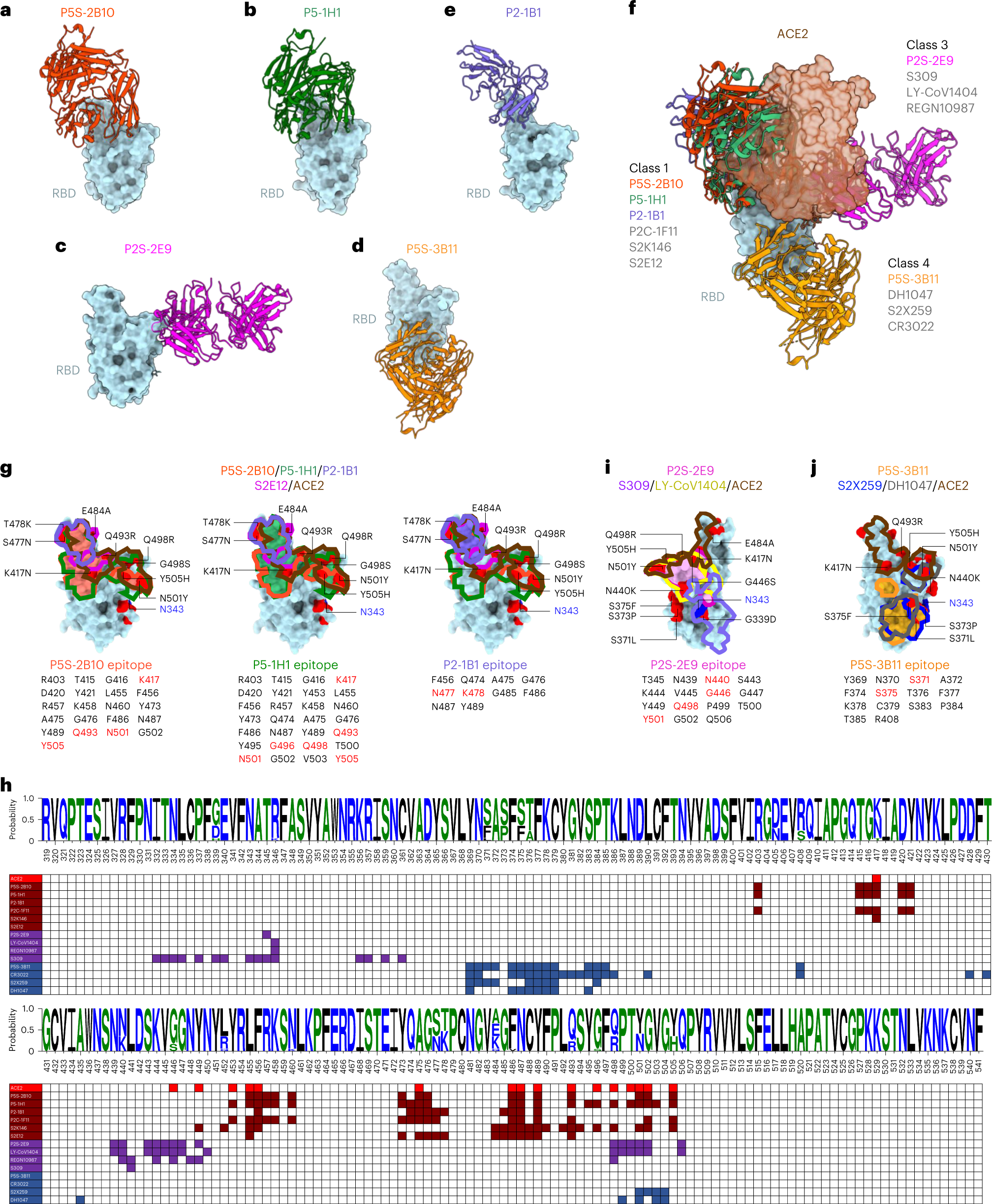 Fig. 5: Binding mode and epitope specificity of five bnAbs to SARS-CoV-2.