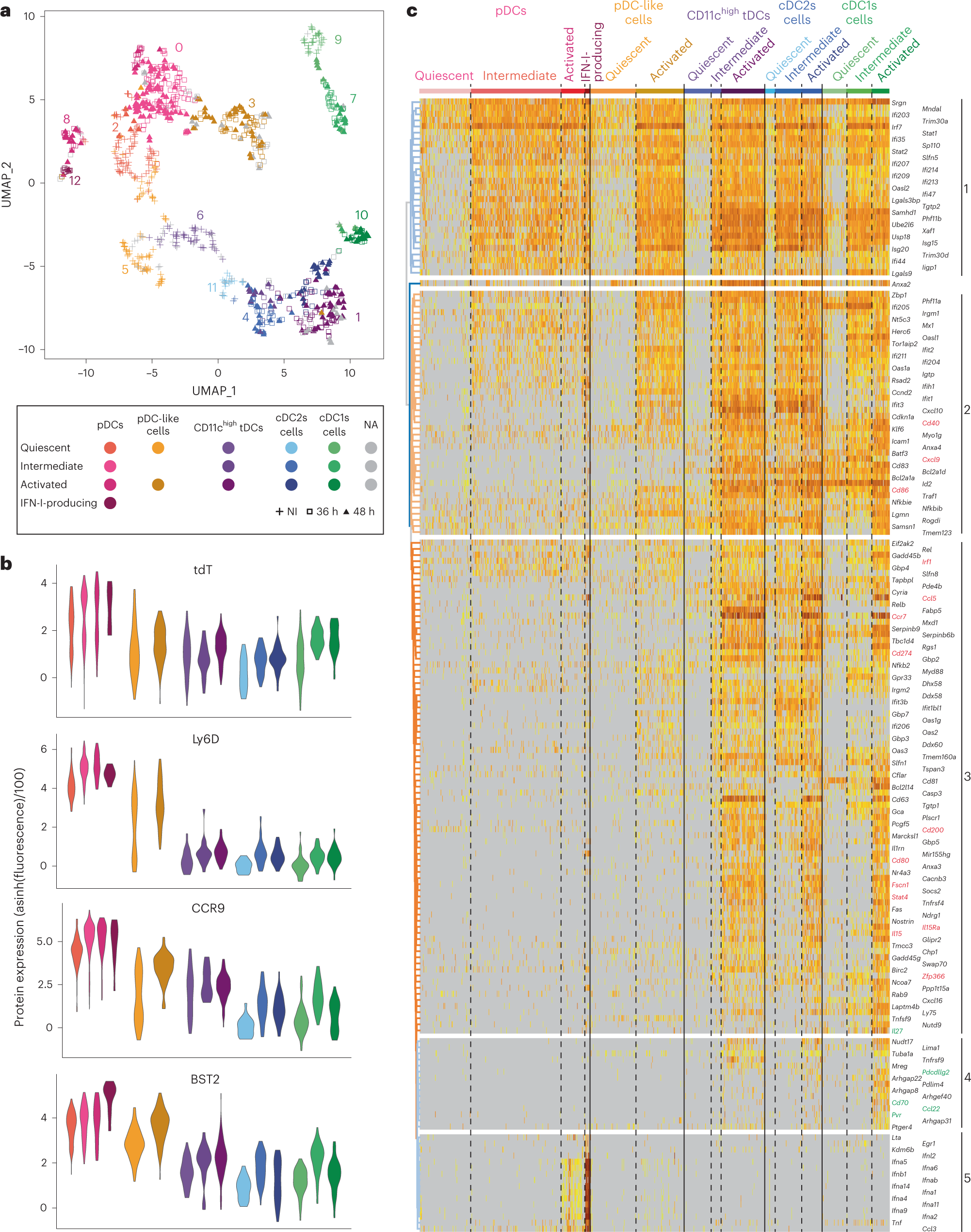 Fig. 8: ScRNA-seq confirms the unique capacity of pDCs for high IFN-I/III expression during infection and shows divergent activation patterns for pDC-like cells and tDCs.