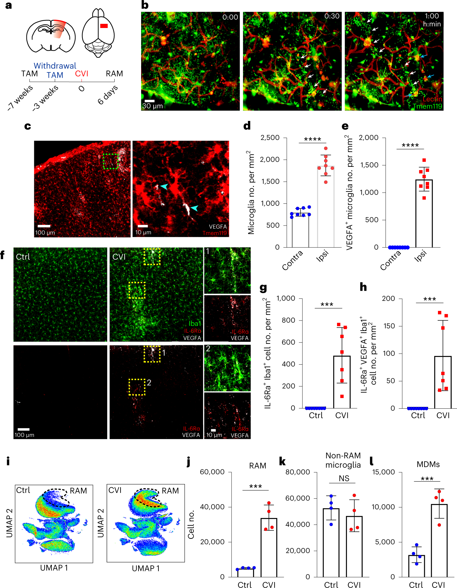 Cd3 antibody biolegend il6