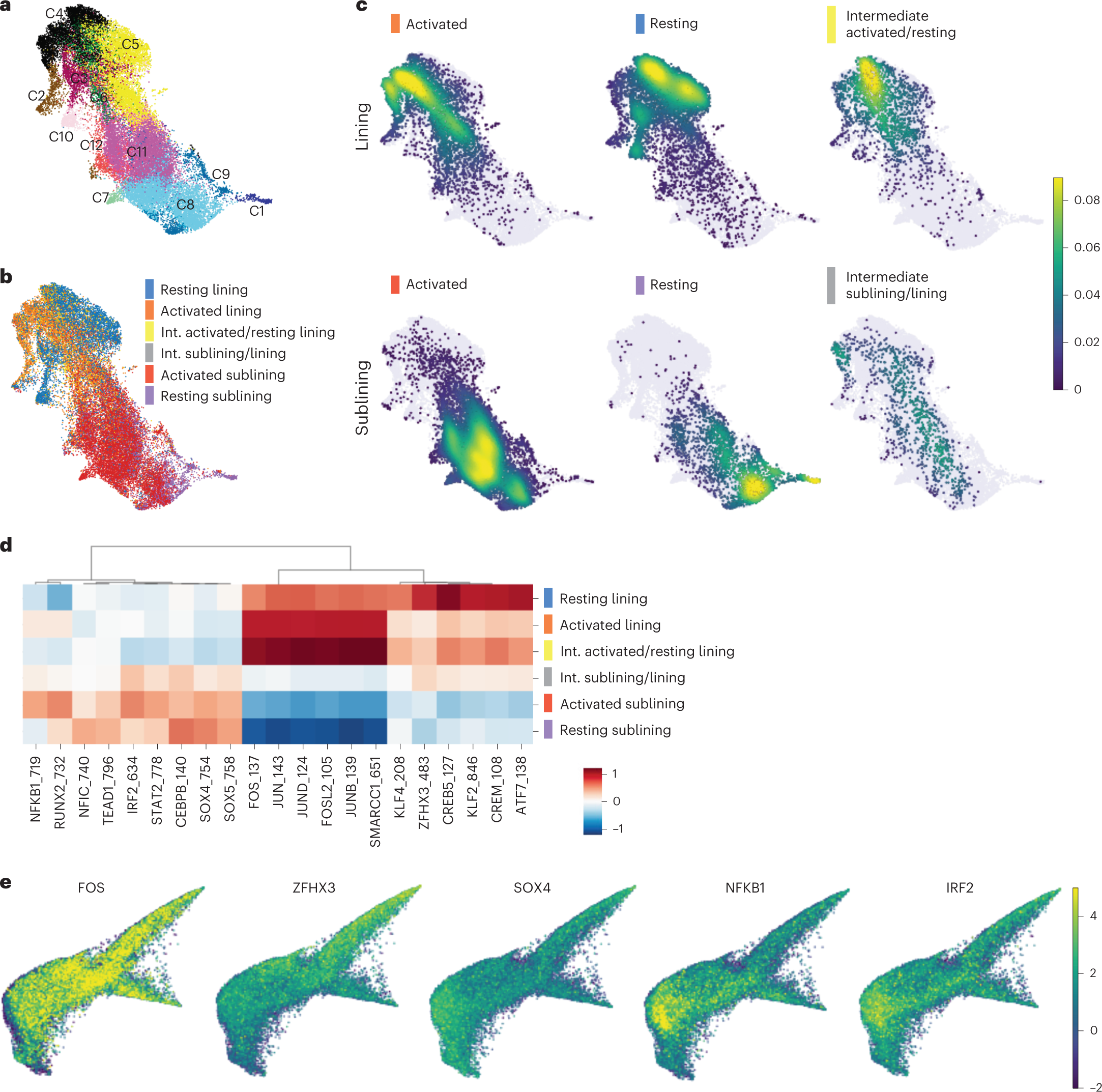 Fig. 3: Chromatin accessibility analysis of FLS states reveals their distinct transcriptional regulation.