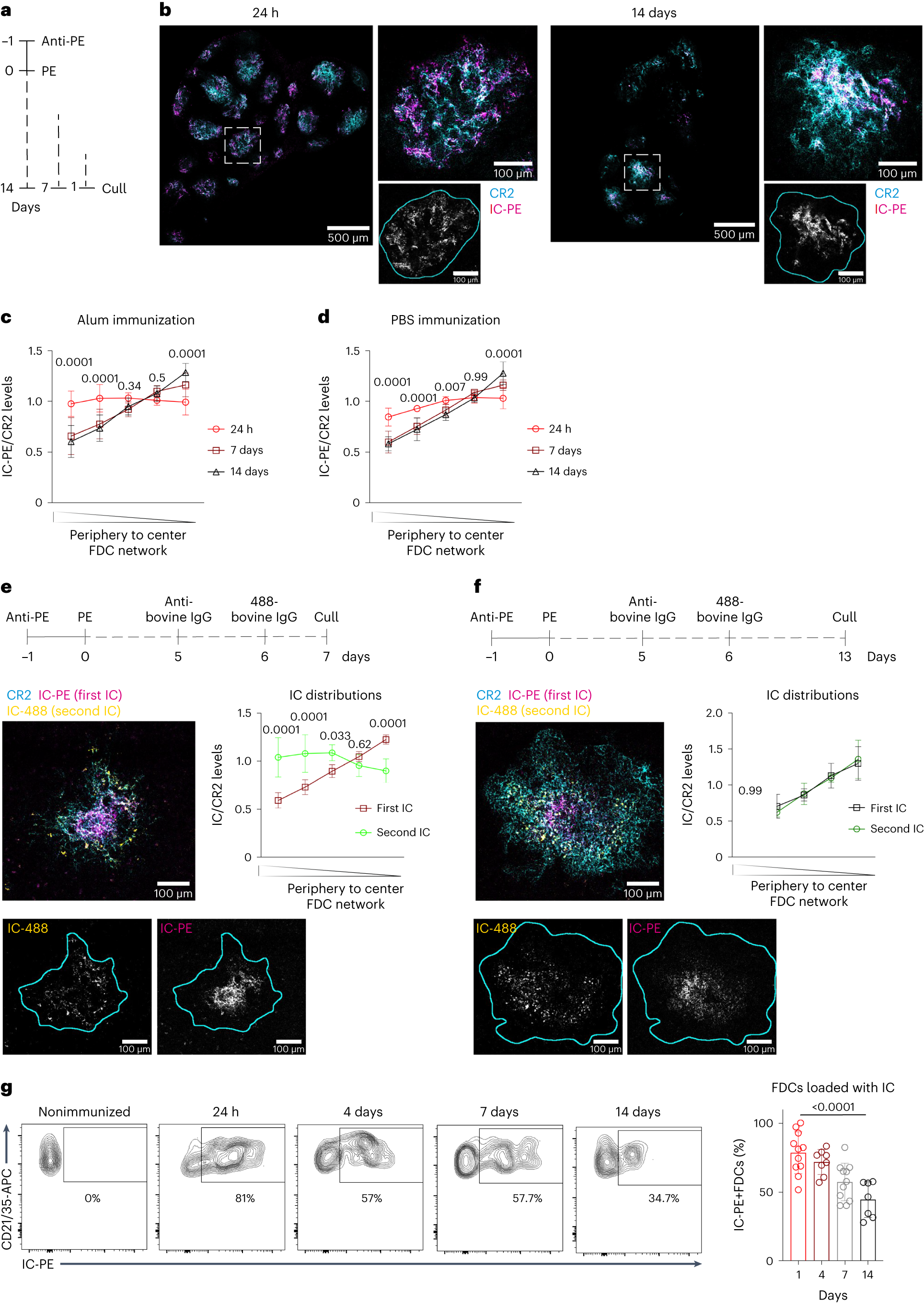 Long-term retention of antigens in germinal centers is controlled by the spatial organization of the follicular dendritic cell network Nature Immunology