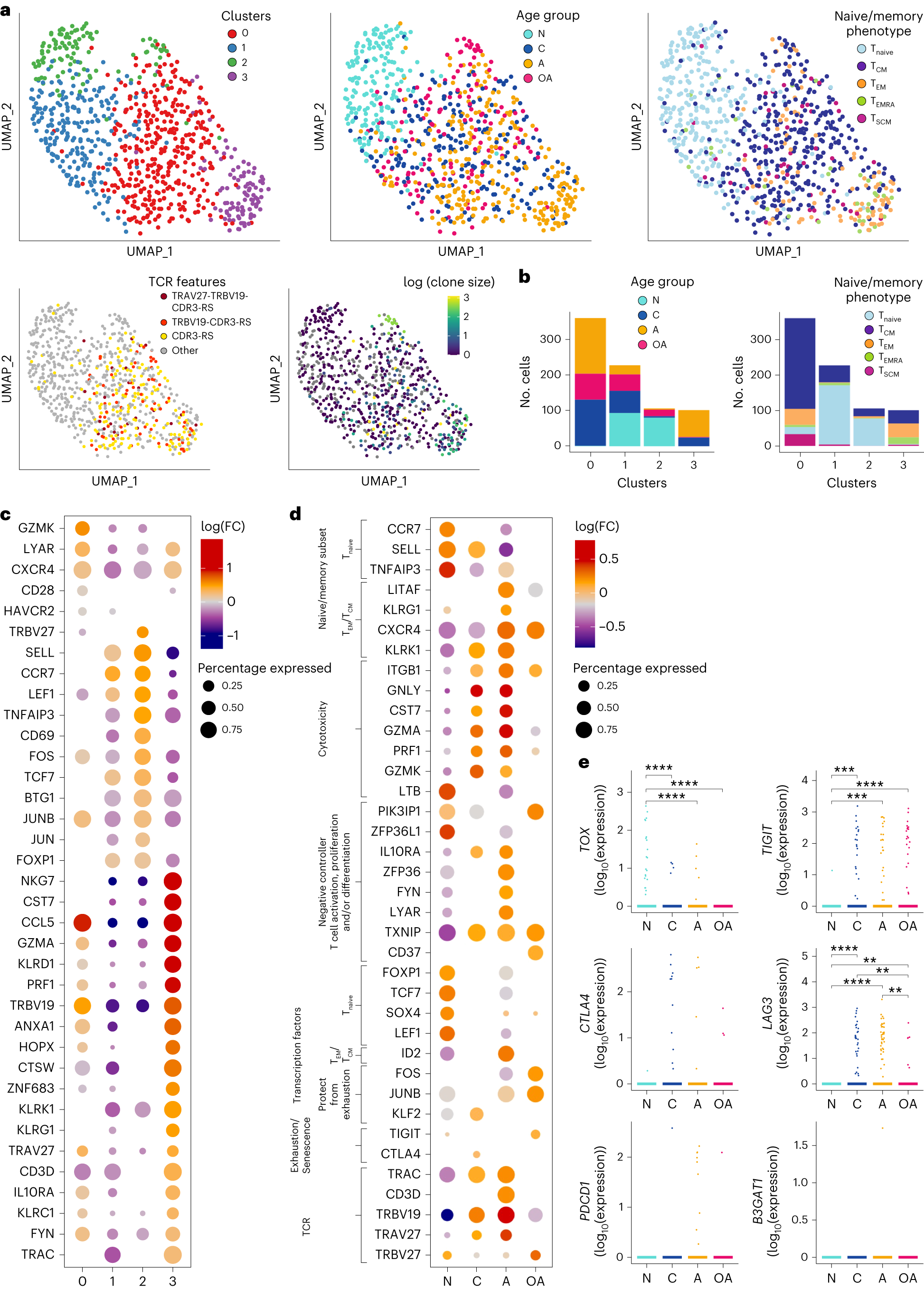 Fig. 2: Molecular differentiation of A2/M158+CD8+ T cells across human lifespan.
