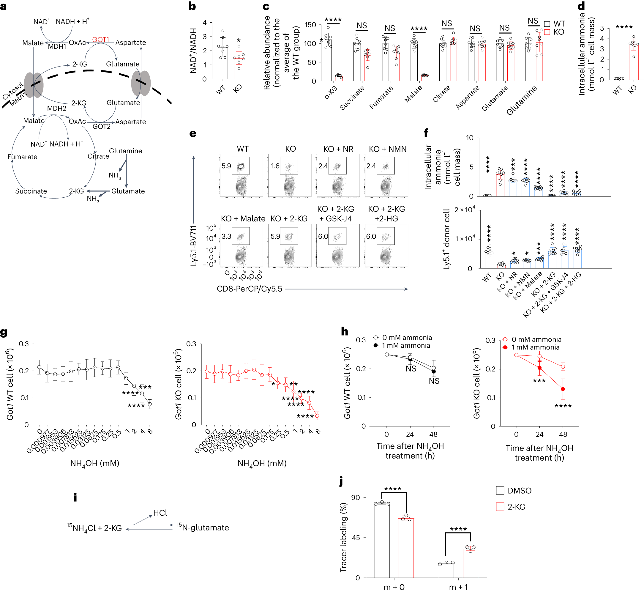 Fig. 3: Tex cells require GOT1 to accumulate 2-KG that detoxifies ammonia.