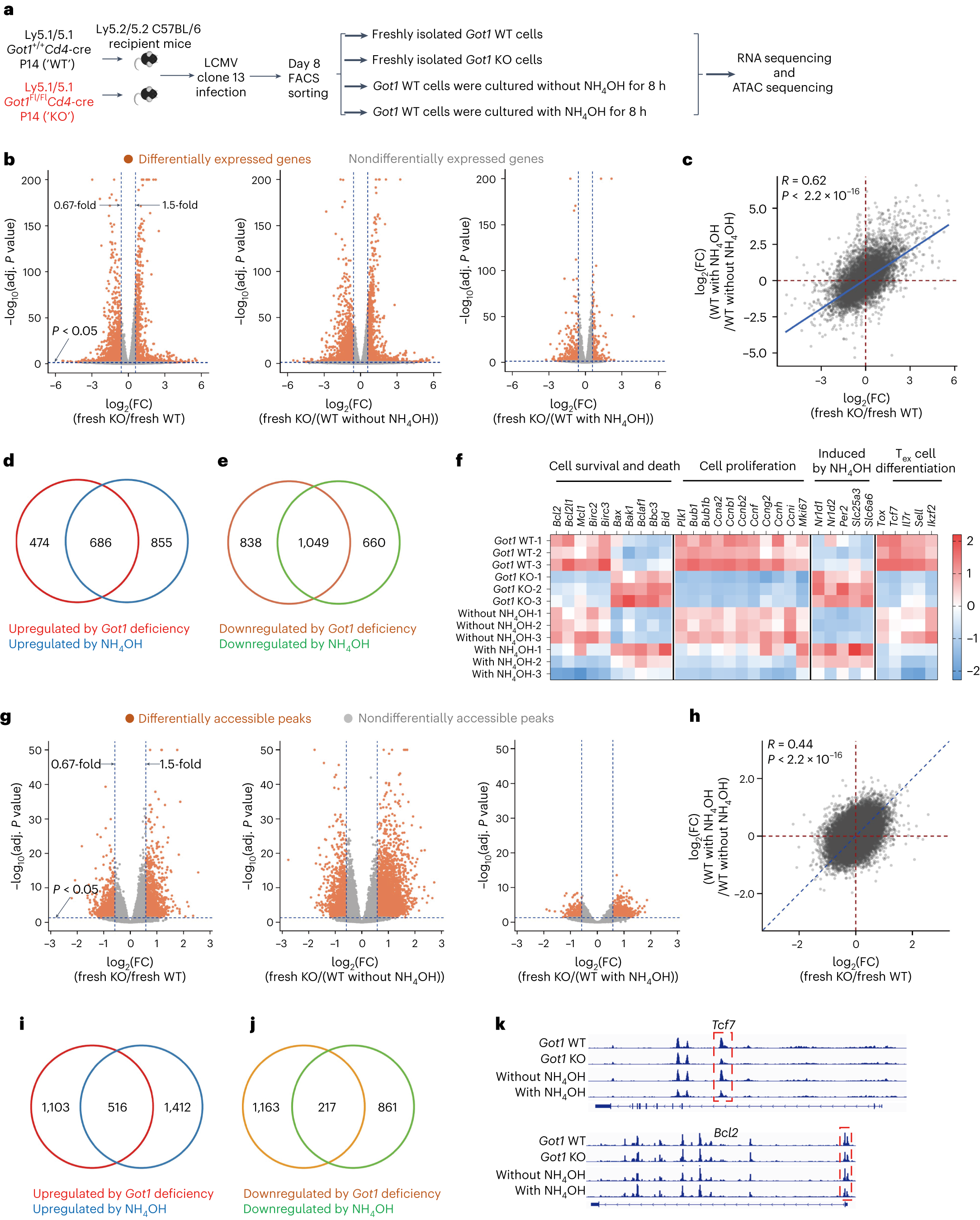 Fig. 4: Got1-deficient CD8+ T cells are similar to ammonia-treated Got1-sufficient CD8+ T cells.