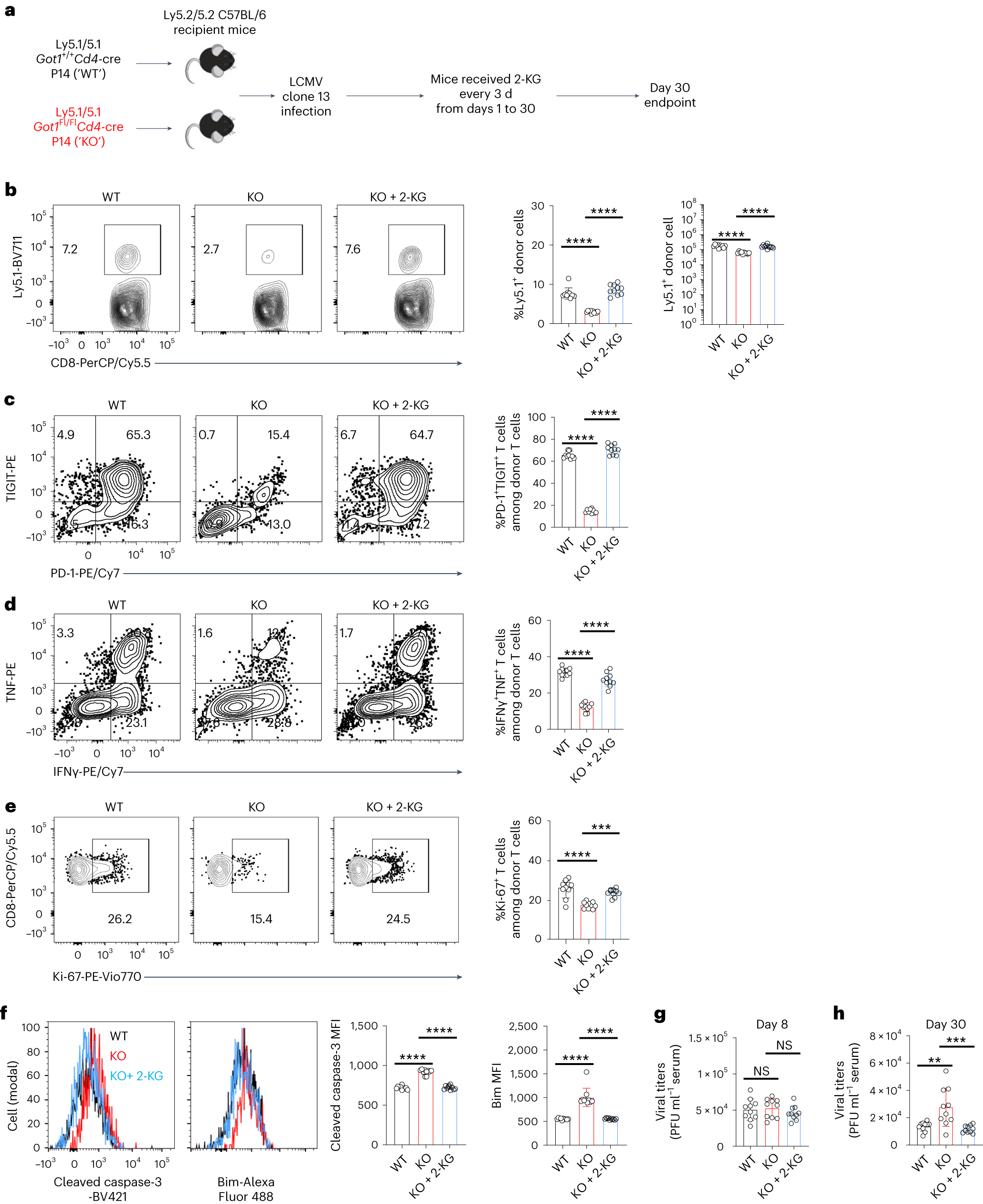 Fig. 6: 2-KG restores Got1-deficient CD8+ T cell antiviral responses in vivo.