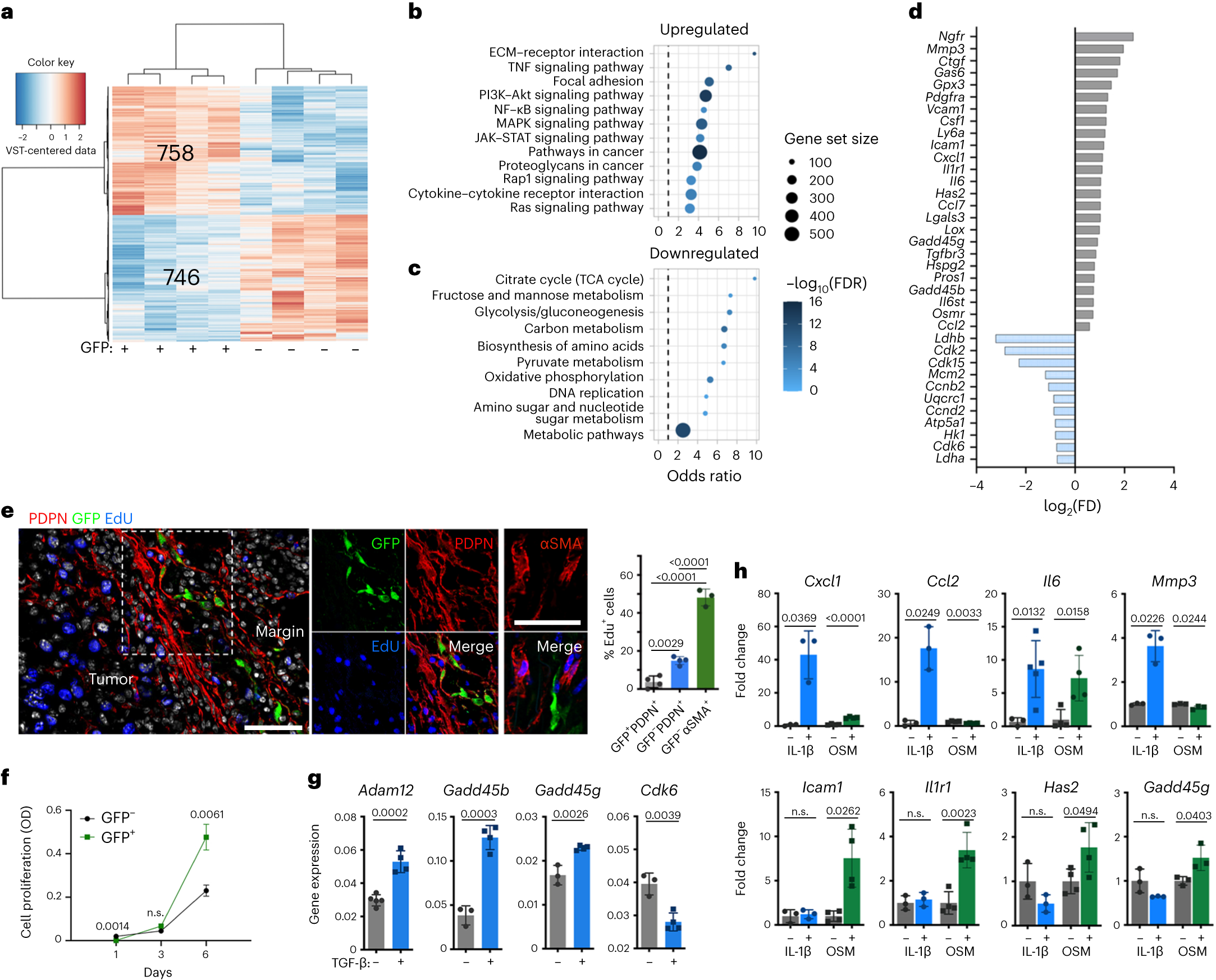 Fig. 3: Slow-cycling ADAM12+ MSCs promote protumor inflammation and tissue remodeling.