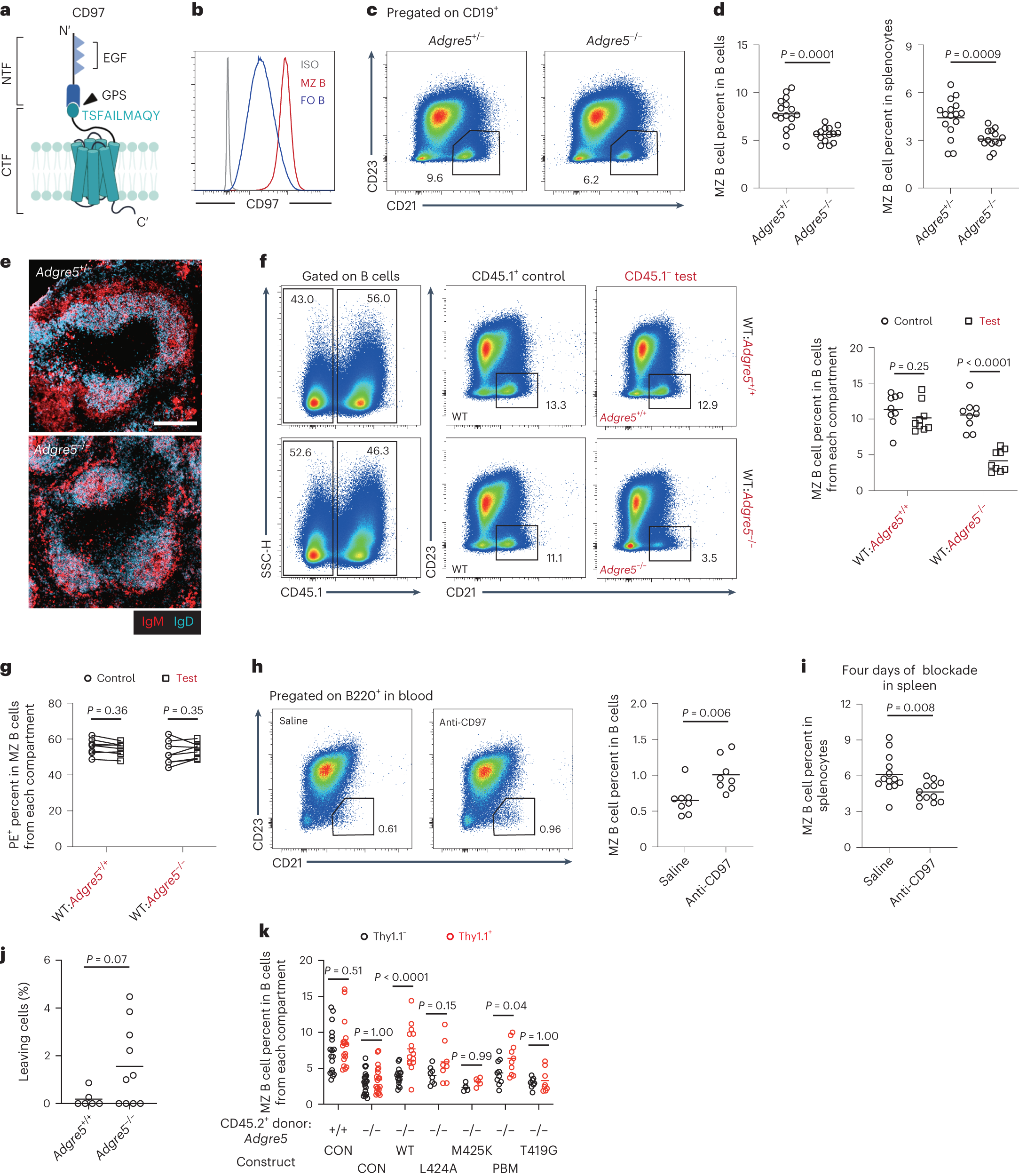 Fig. 2: CD97 is required for MZ B cell homeostasis.