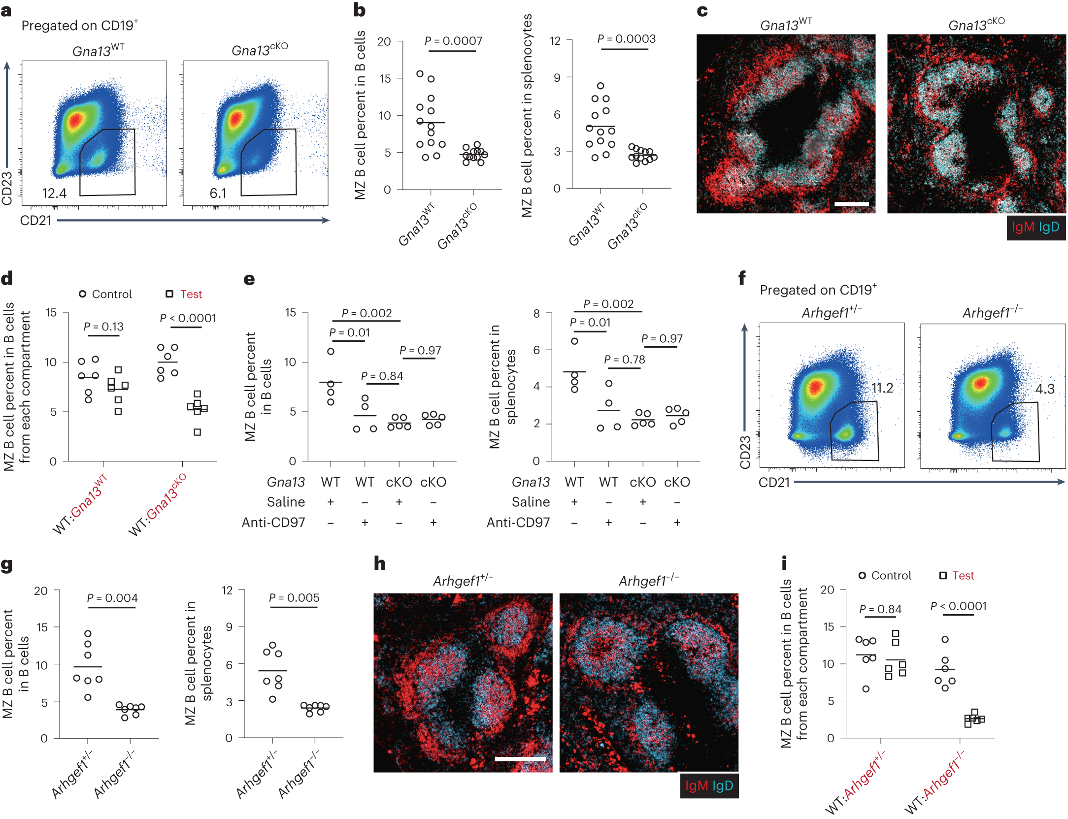 Fig. 3: The Gα13–ARHGEF1 signaling pathway is required in MZ B cells.