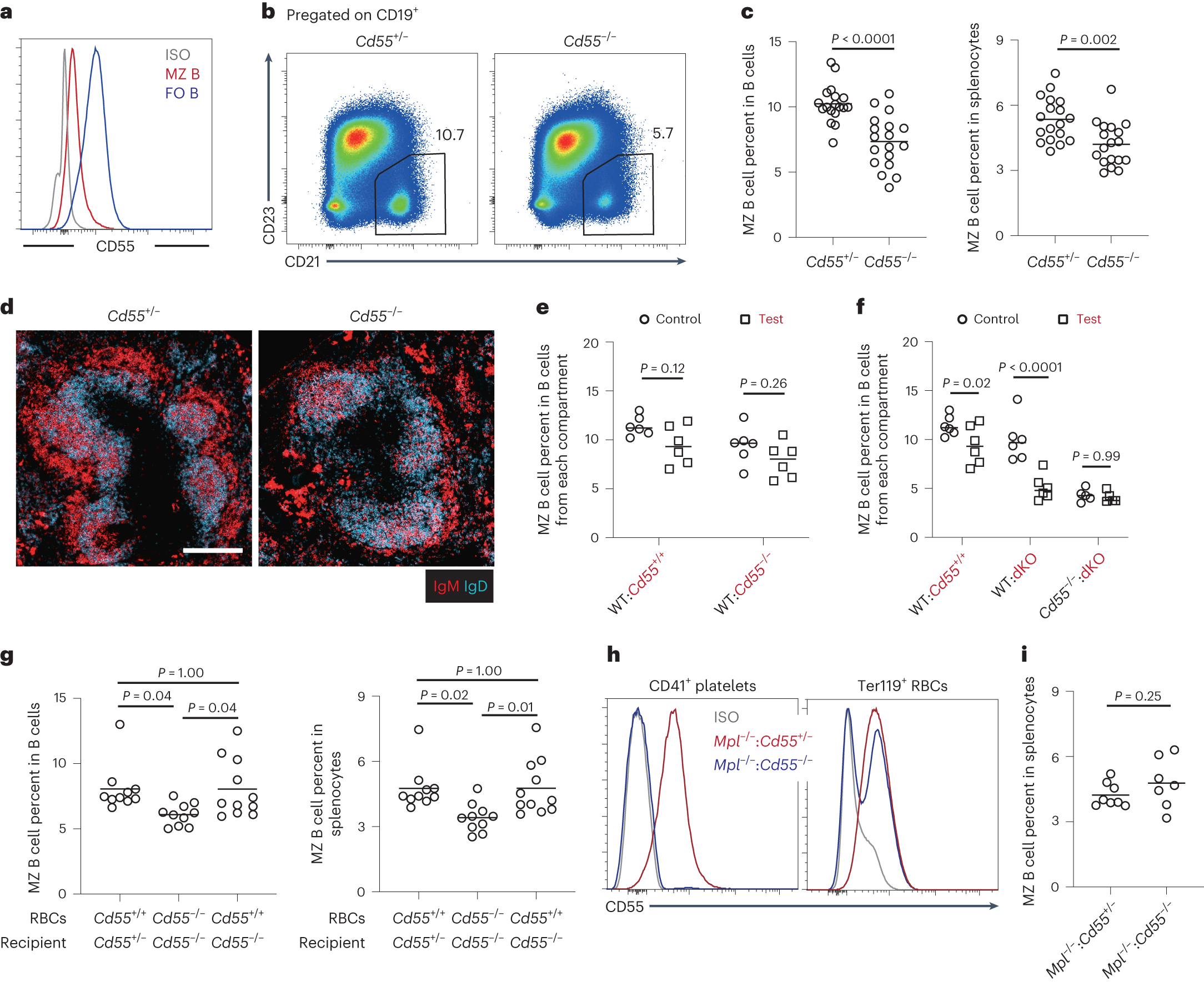 Fig. 4: CD55 on RBCs is required for MZ B cell maintenance.