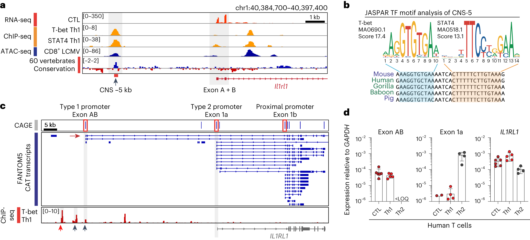 Fig. 2: Alternative promoter usage at the Il1rl1 locus is conserved between mice and humans.