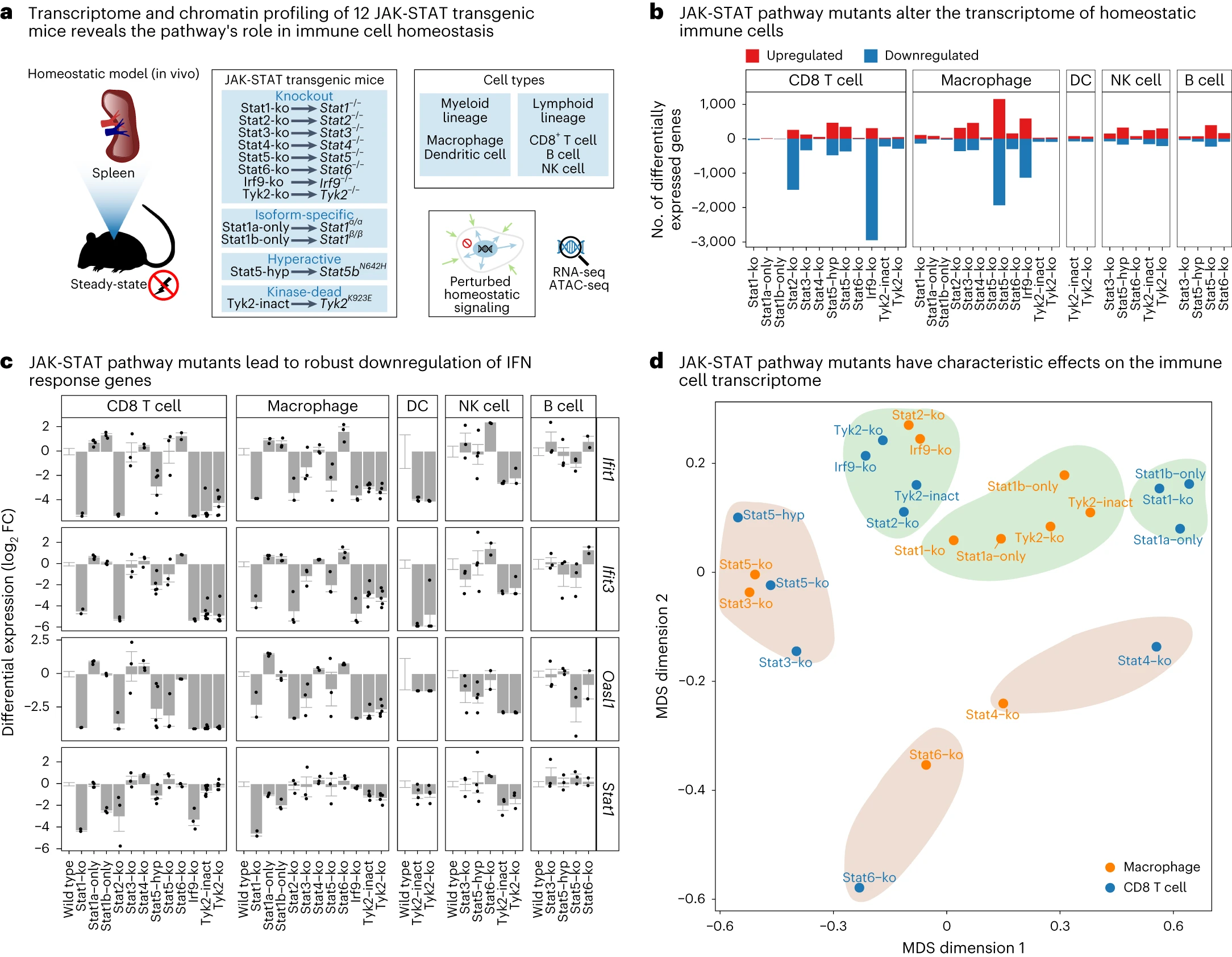 JAK-STAT signaling maintains homeostasis in T cells and macrophages