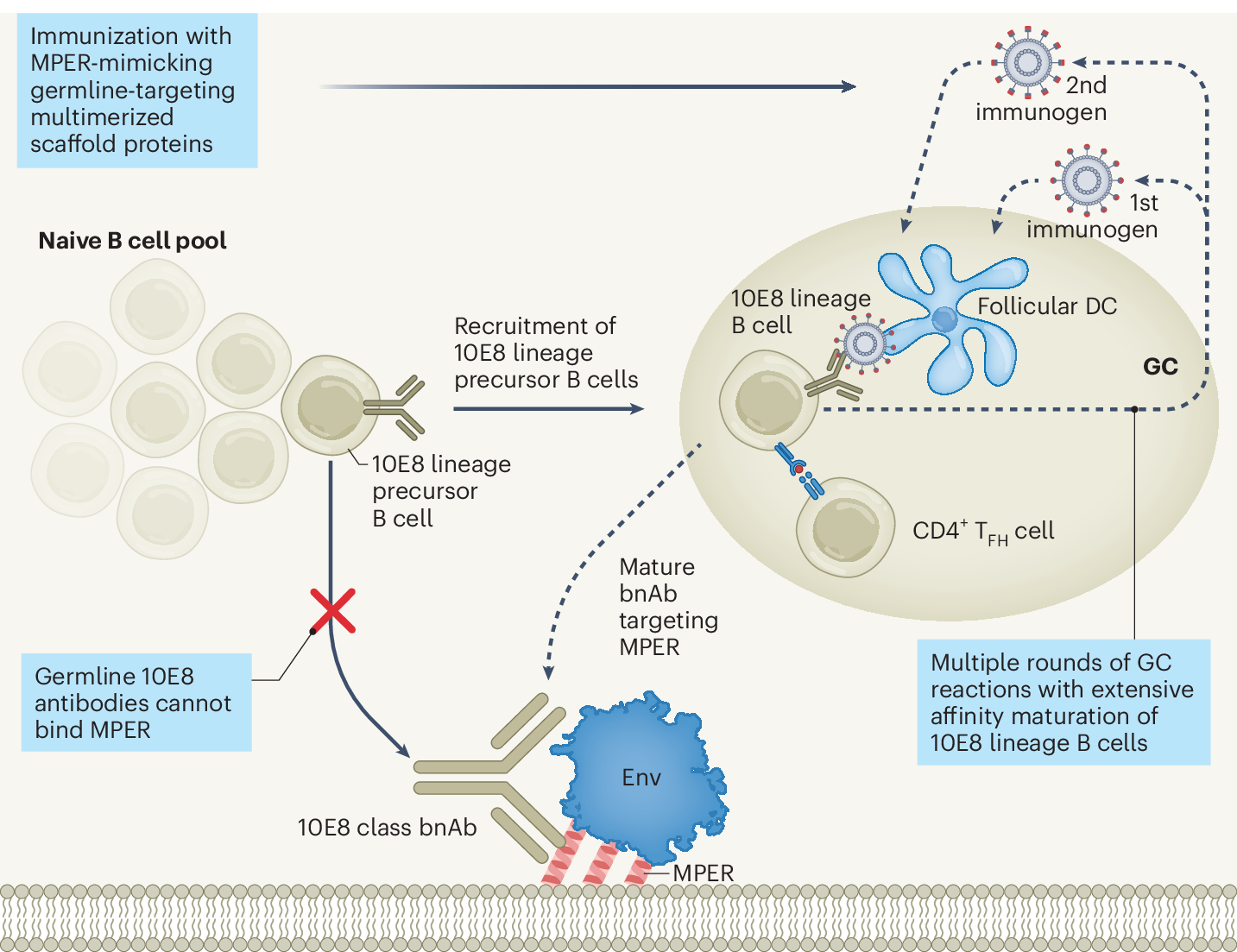 Vaccins ARNm contre le VIH : Le défi artistique des nanoparticules lipidiques