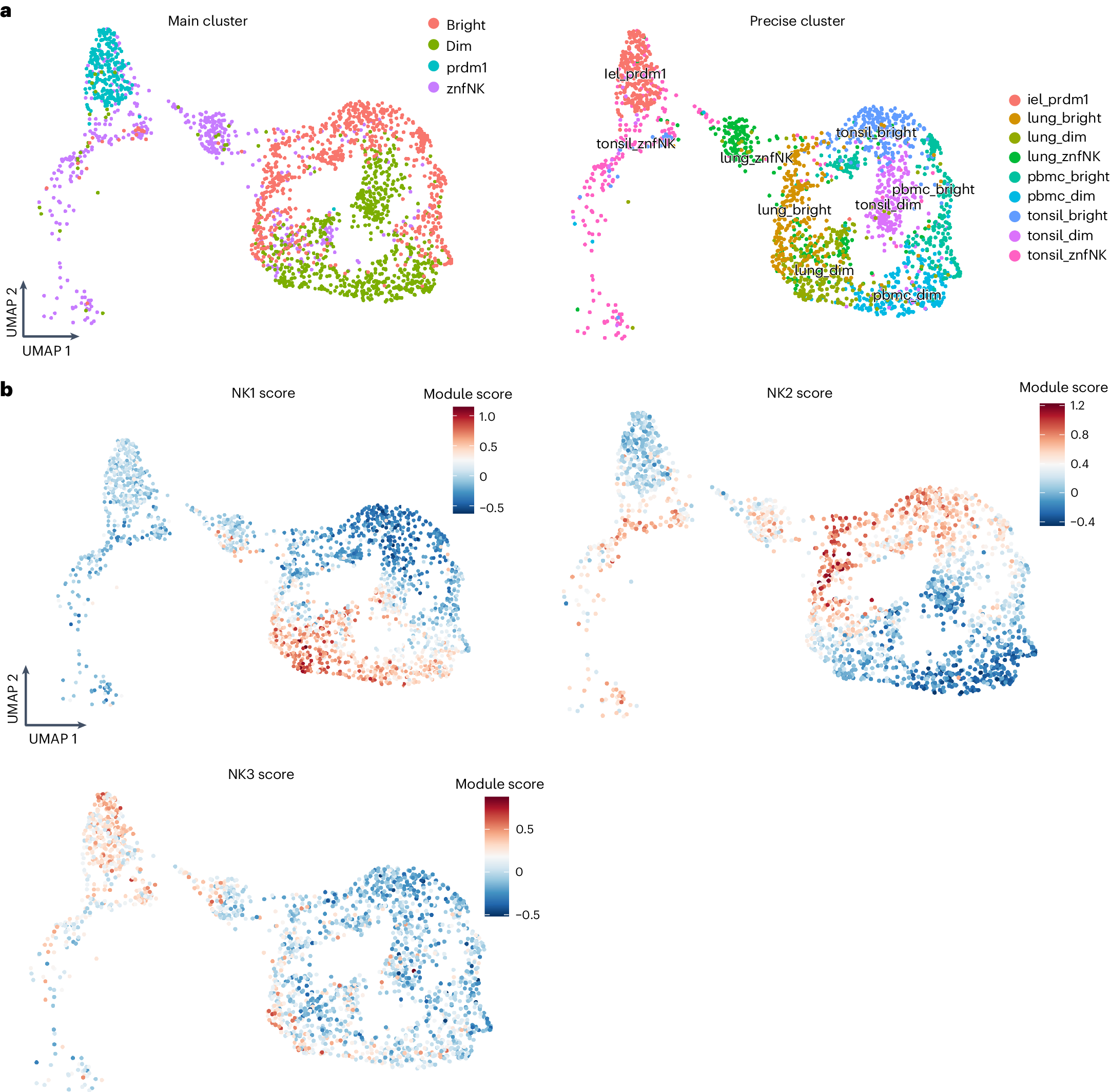 Fig. 6: Distribution of NK1, NK2 and NK3 cell subsets in tissues.