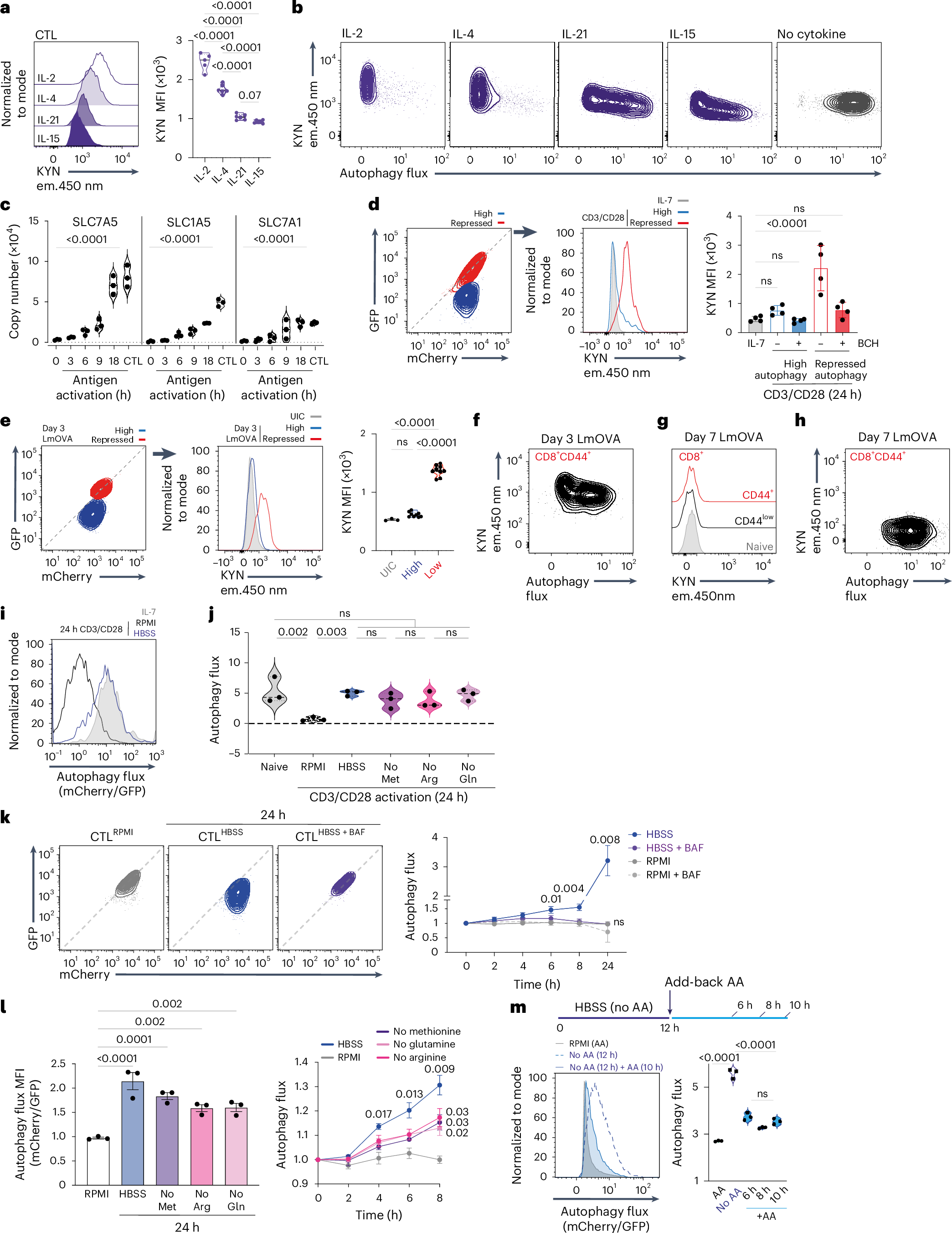 Fig. 3: Amino acid supply controls autophagy in CD8 T cells.