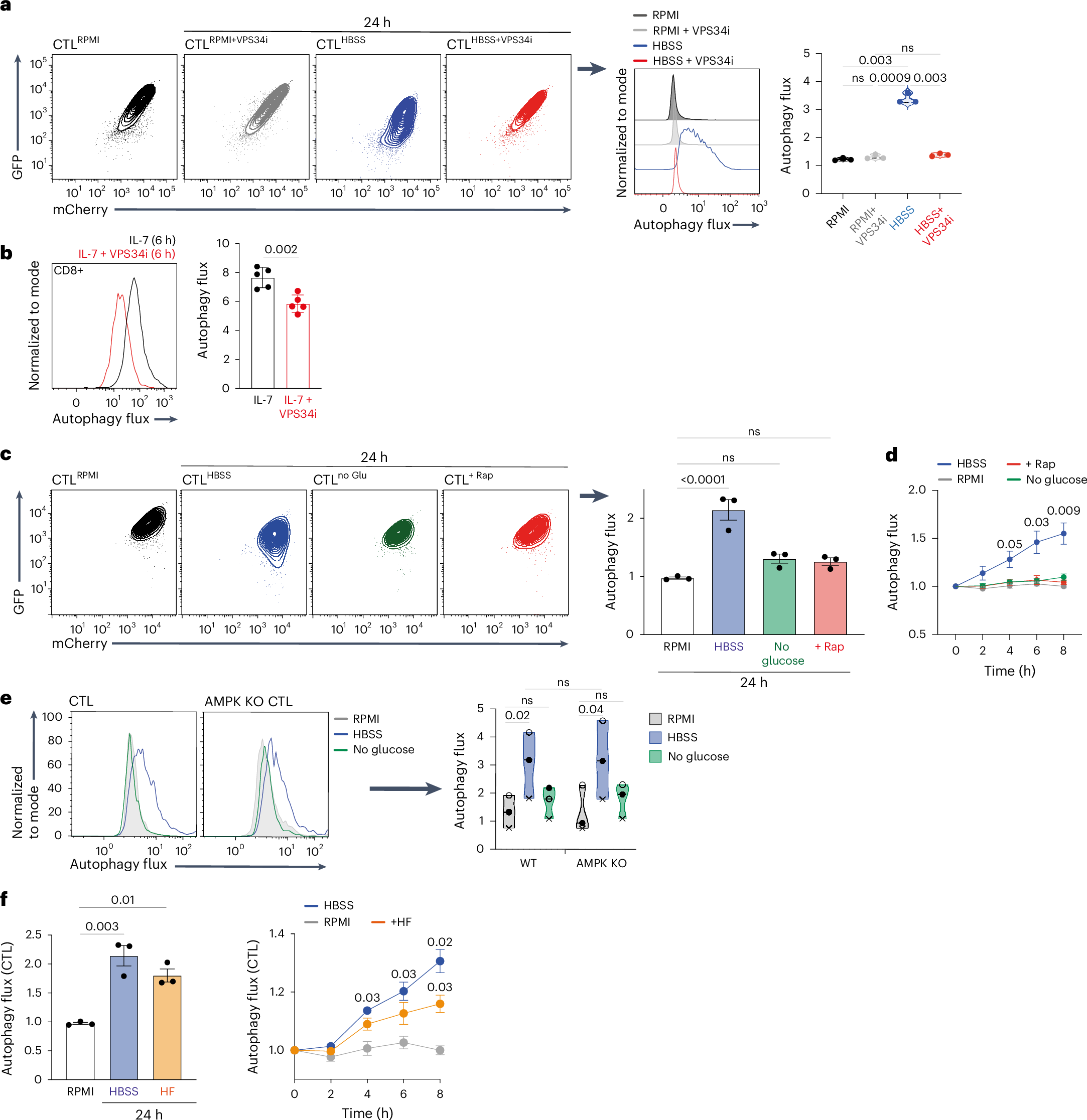 Fig. 4: VPS34-dependent and AMPK and mTORC1-independent autophagy in CD8 T cells.