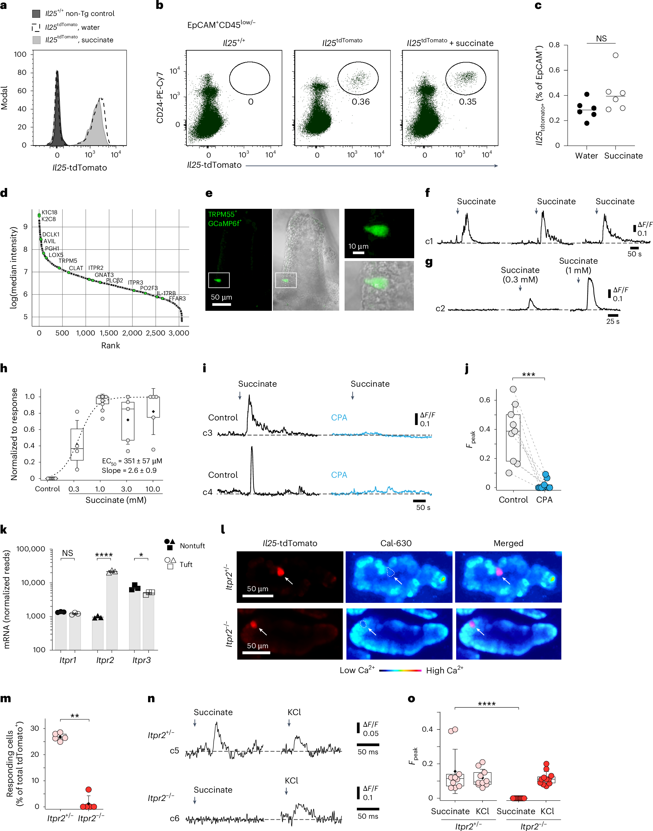 Fig. 2: Succinate-induced tuft cell activation depends on IP3R2-mediated cytosolic Ca2+ activity.