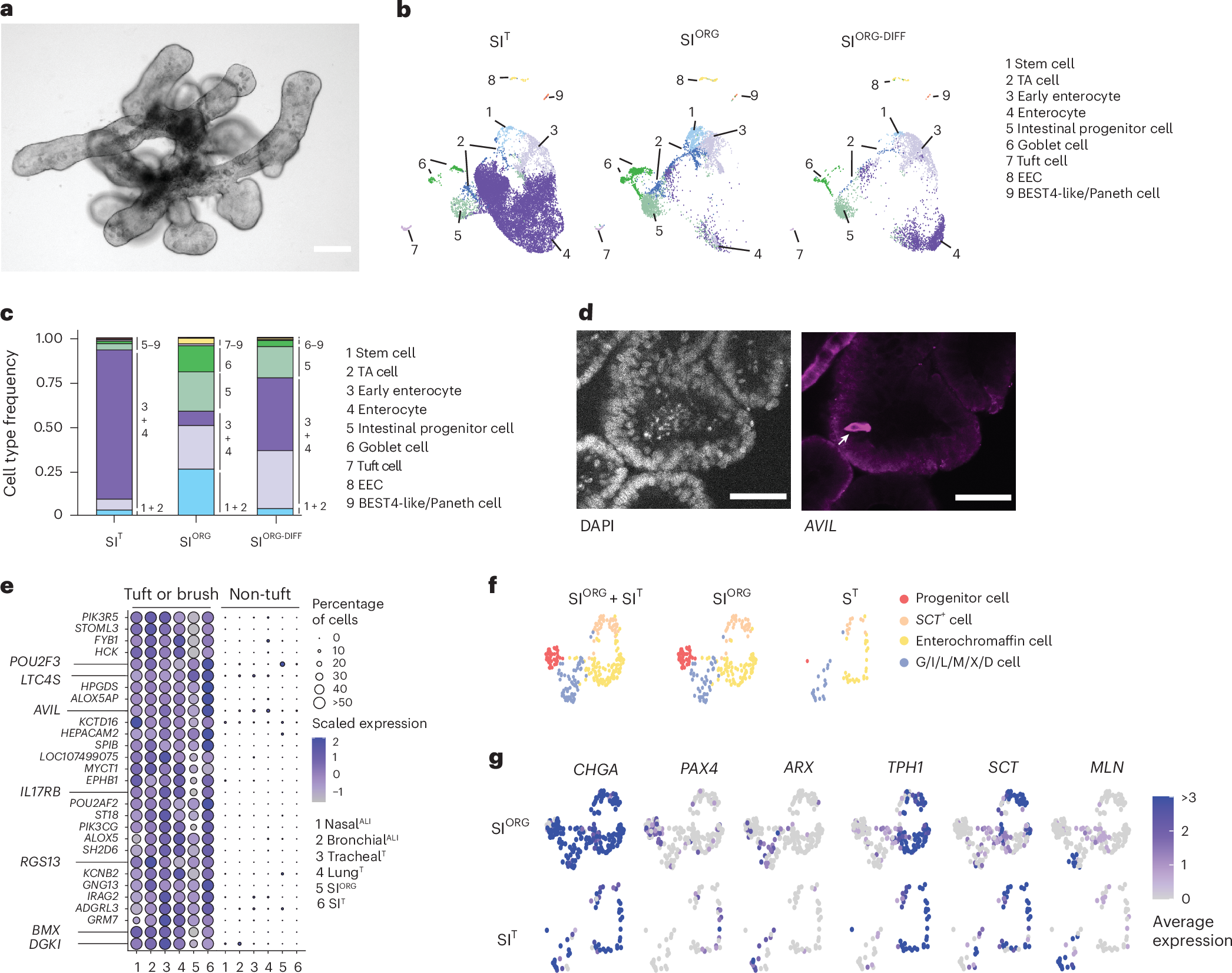 Fig. 3: R. aegyptiacus SI organoids recapitulate the cellular diversity of the native bat intestinal epithelium.