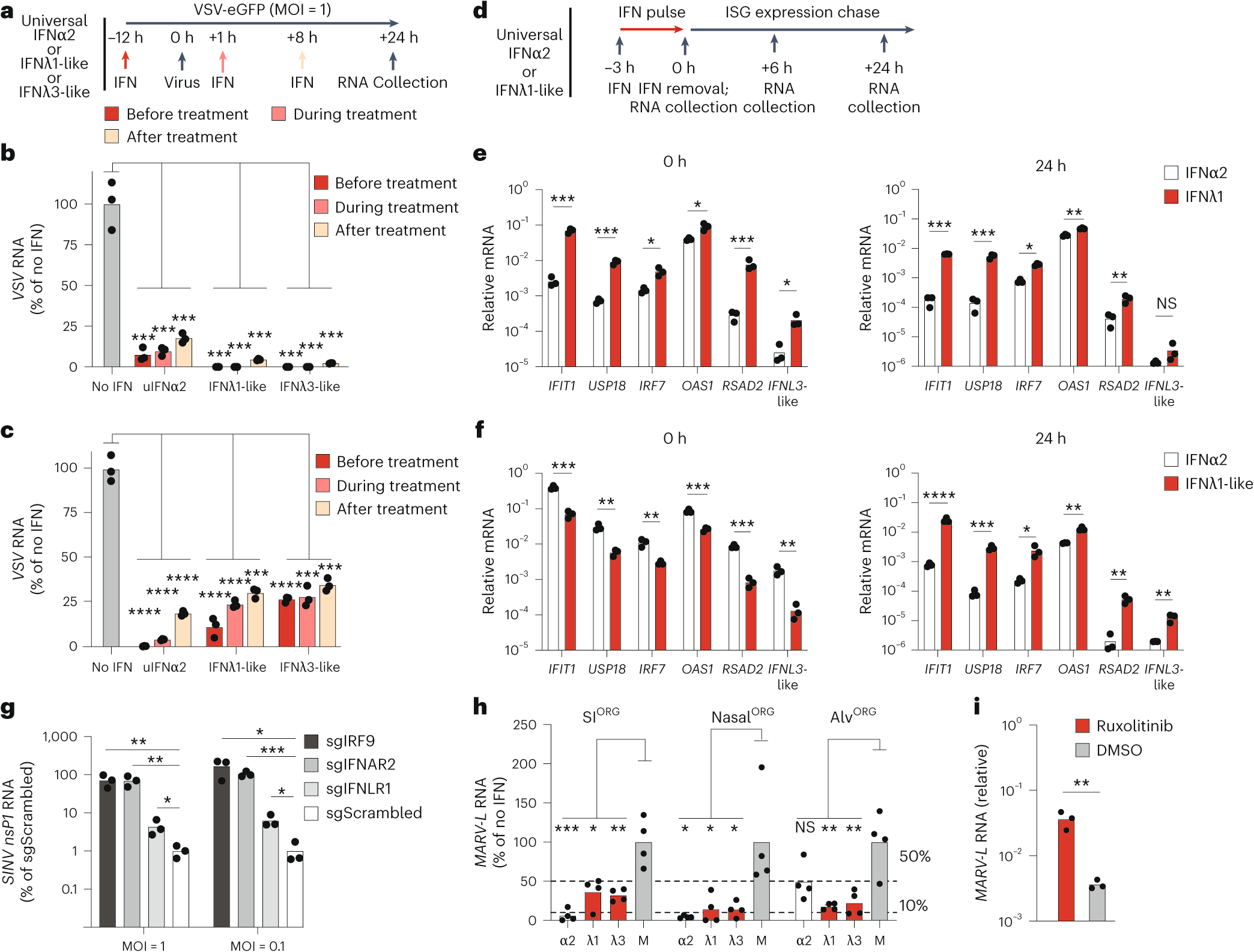 Fig. 8: Type I and type III IFNs protect bat organoids from zoonotic virus infection.