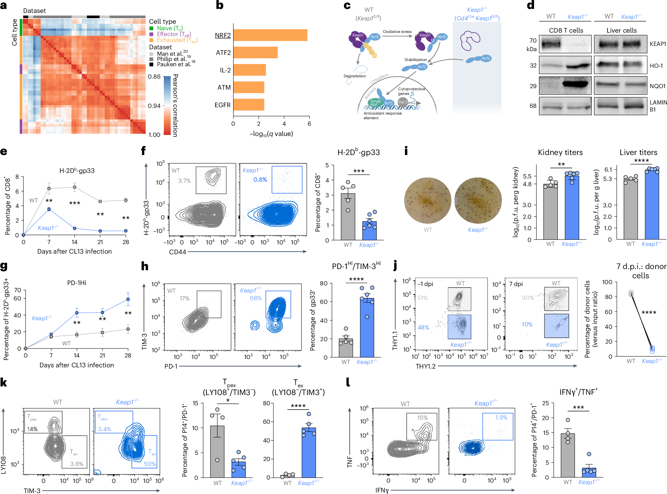 connie g glutathione review The prostacyclin receptor PTGIR is a NRF2-dependent regulator of CD8+ T cell exhaustion Do you need b12