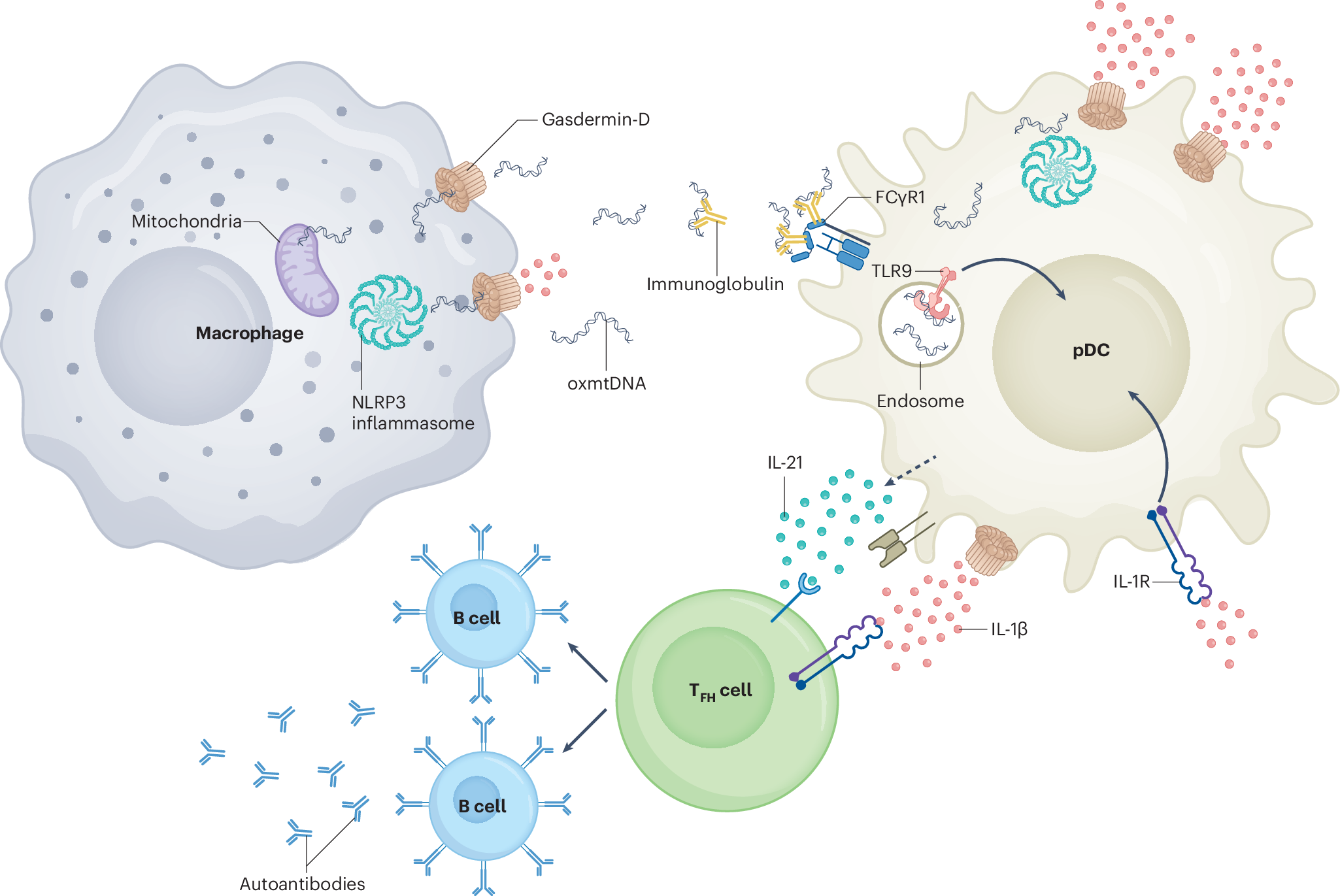 dsip mitochondria pDCs drive immunopathology by sensing oxidized mitochondrial DNA