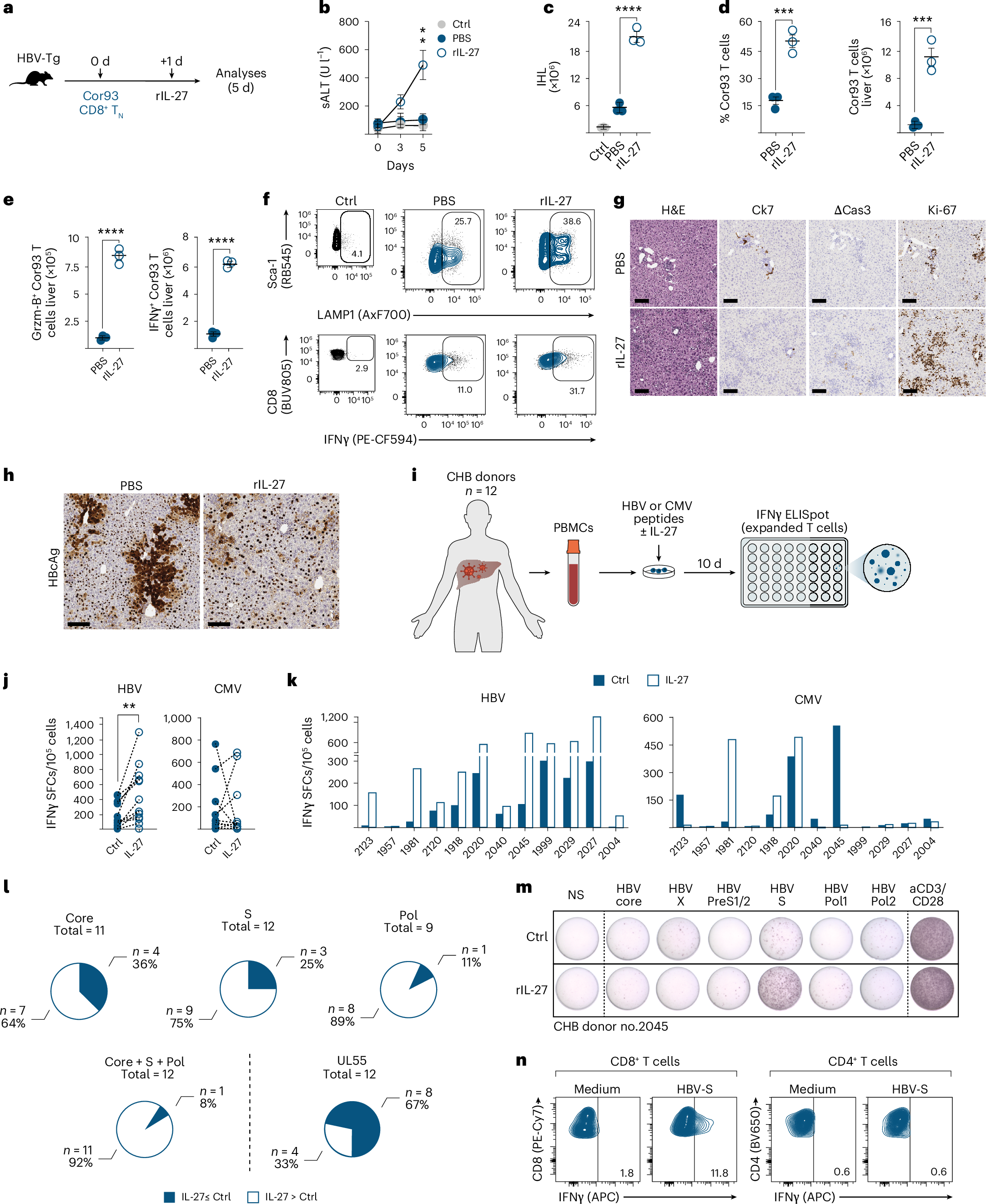 Fig. 7: Therapeutic potential of IL-27.