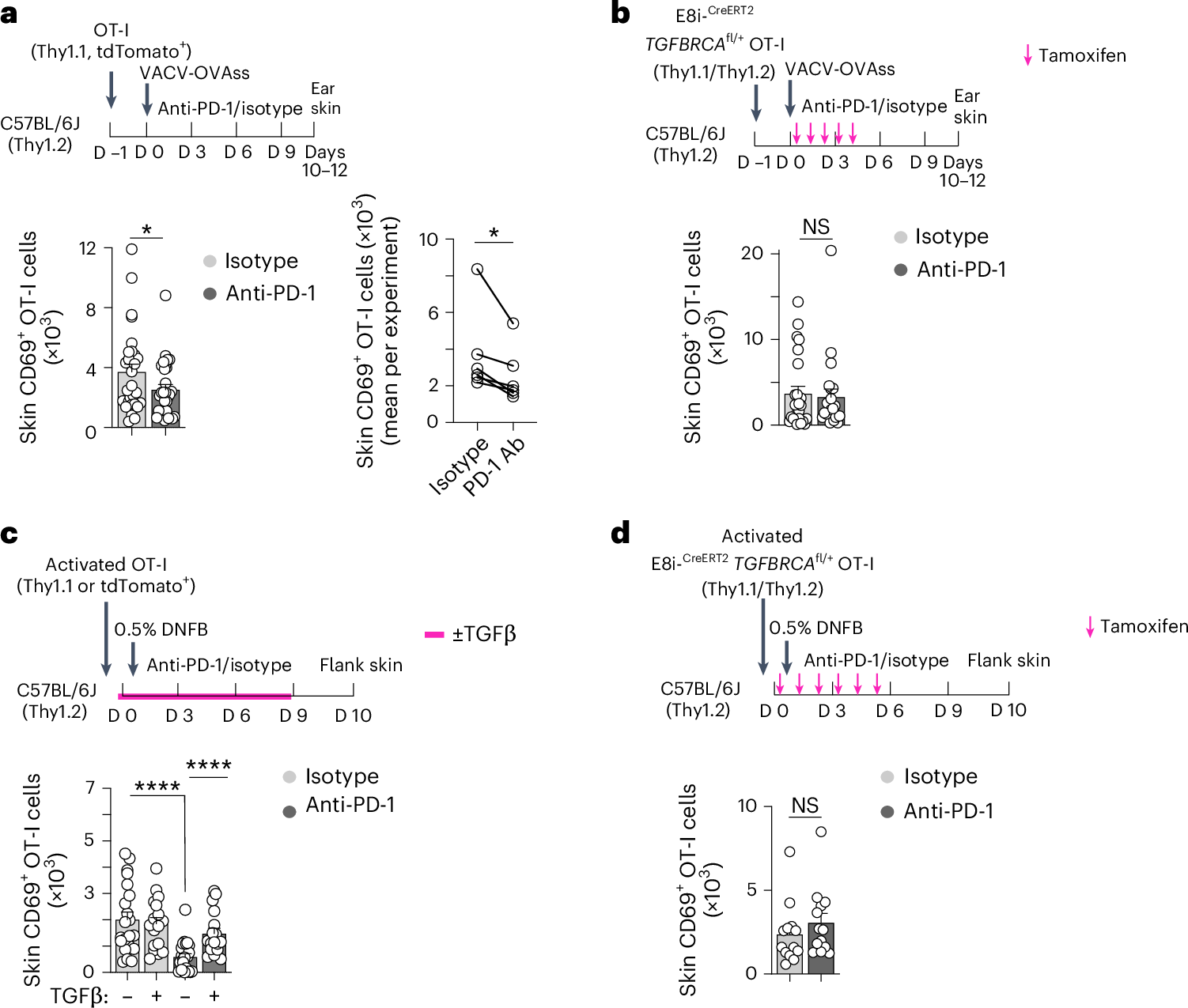 Fig. 5: Constitutive TGFβR signaling rescues the anti-PD-1-dependent inhibition of TRM cell formation and engraftment in a cell-autonomous manner.