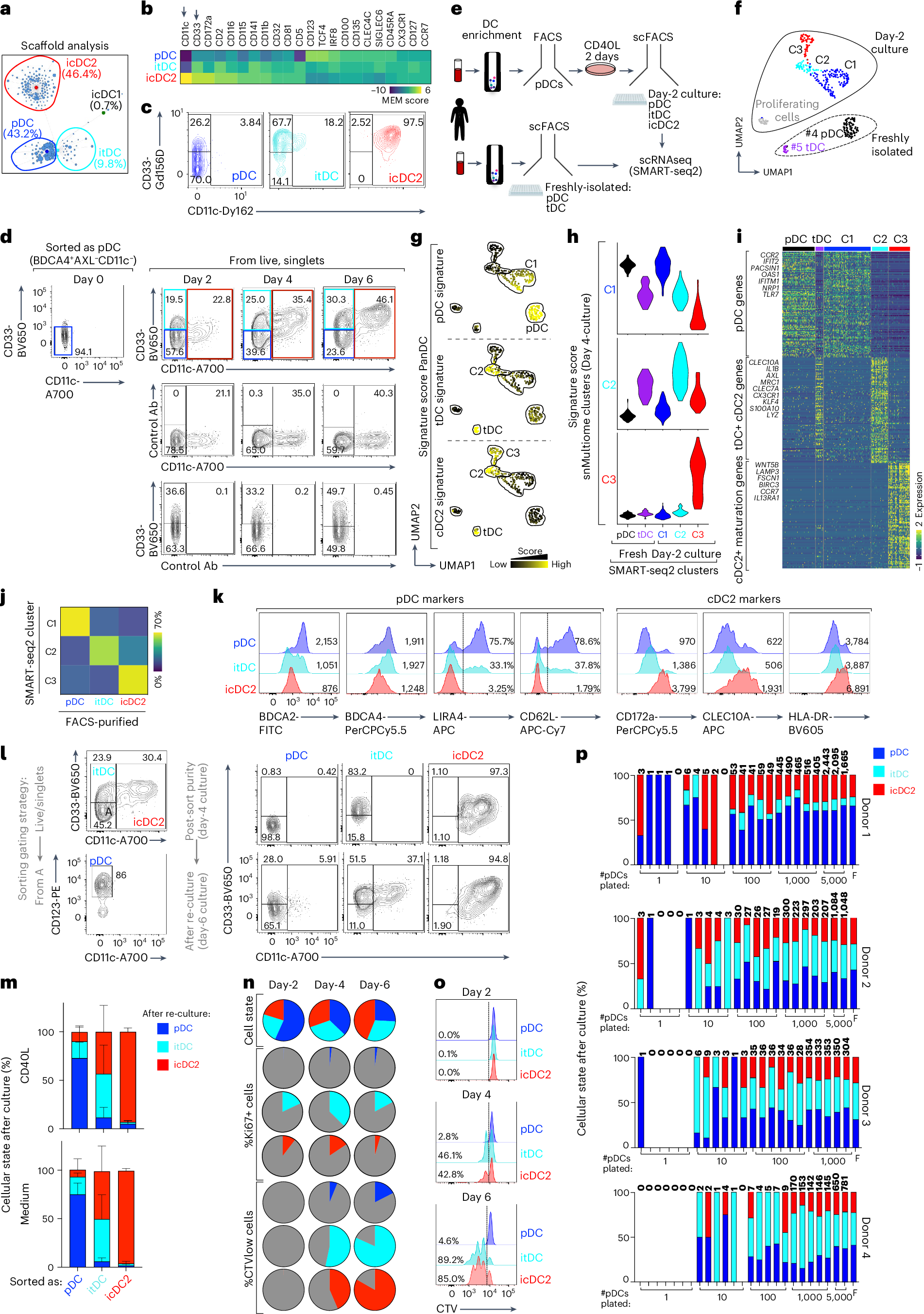 Fig. 2: The icDC2s are a stable endpoint of pDC differentiation.