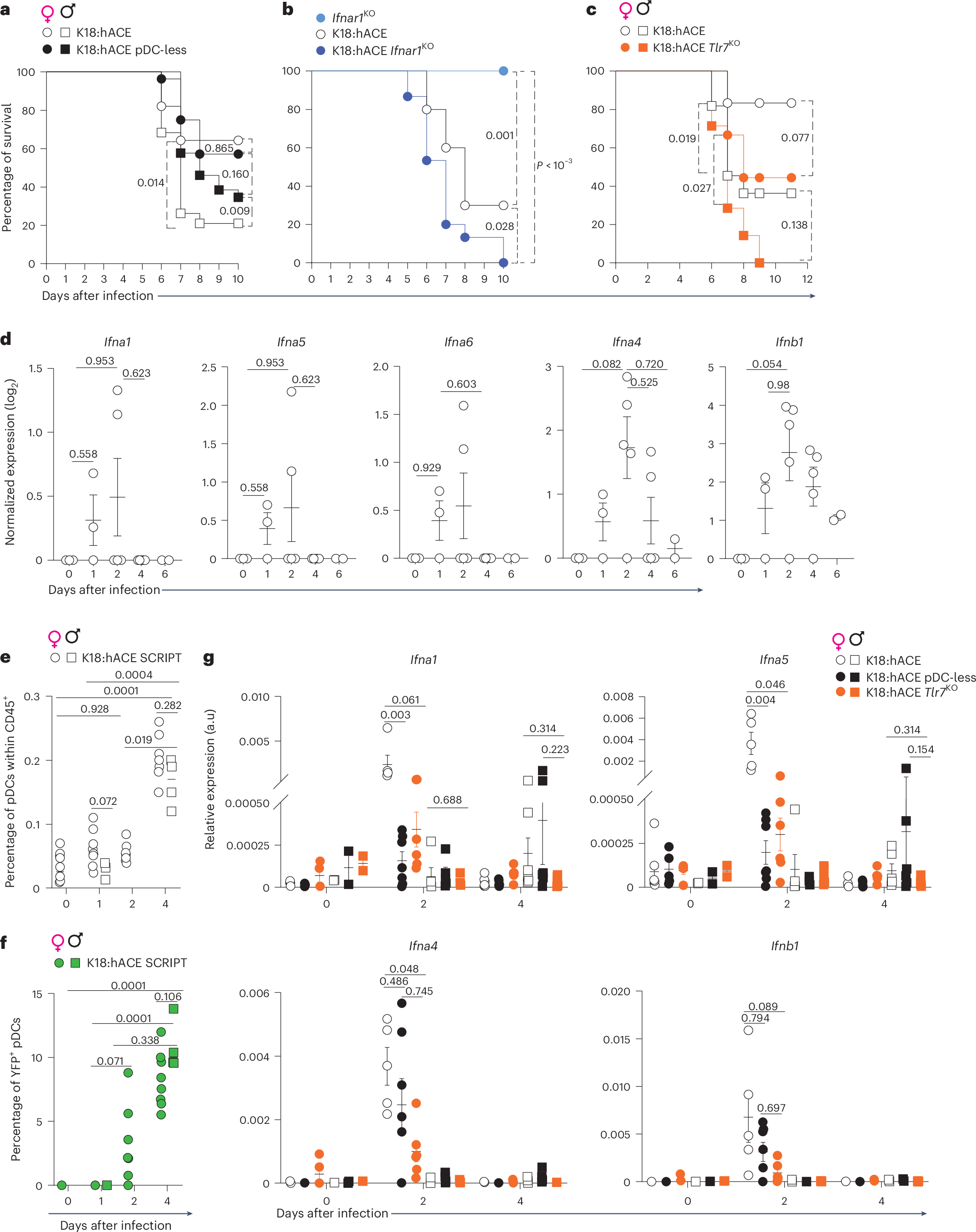 Fig. 8: pDCs are not required for the resistance to SARS-CoV-2 infection and can be detrimental.