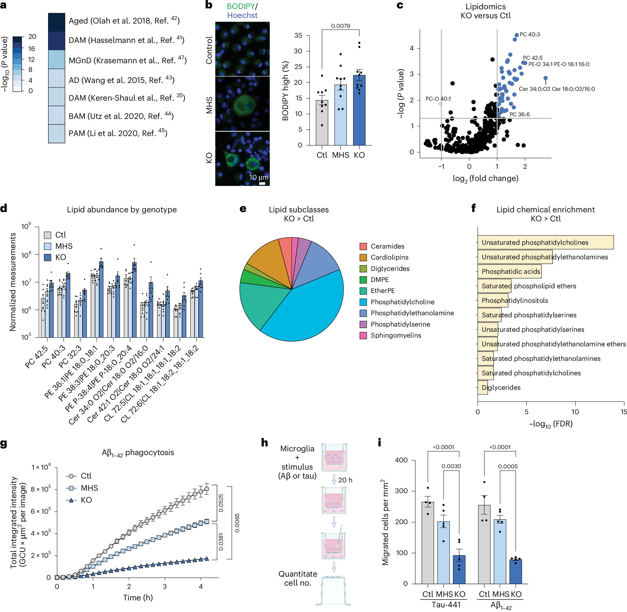 Fig. 4: Loss of MEF2C recapitulates a neurodegenerative phenotype.