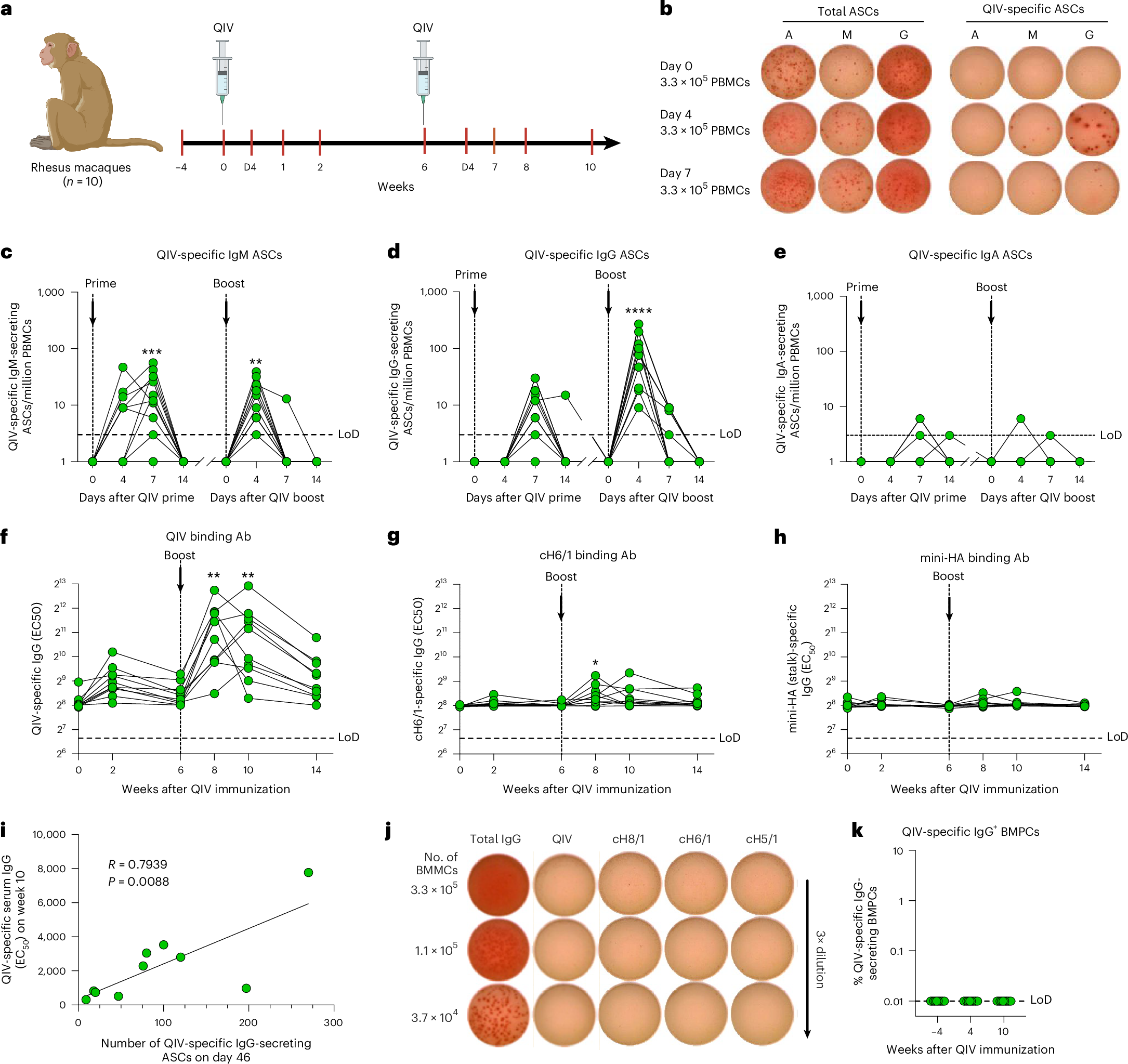 Influenza vaccine based on AS03-adjuvanted chimeric HA induces 