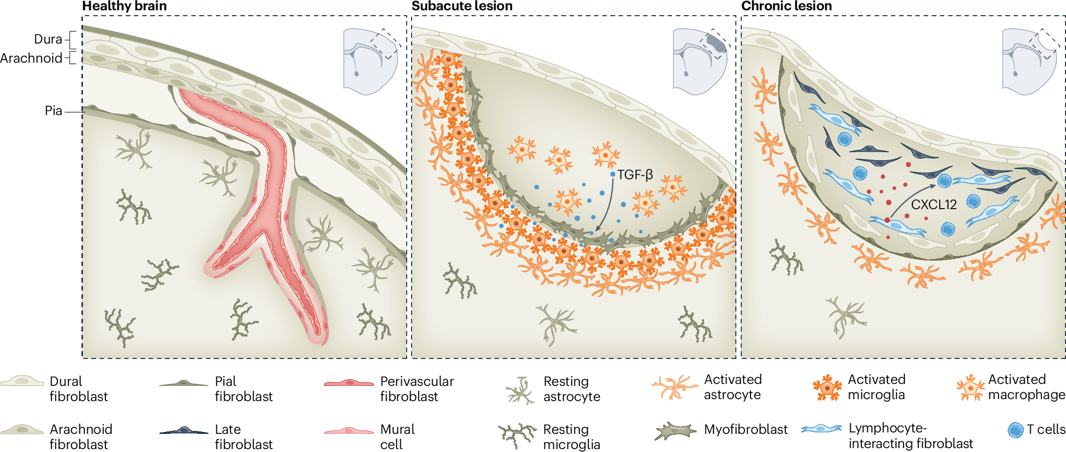 ipamorelin effects fibroblast Fibroblasts take center stage in brain repair