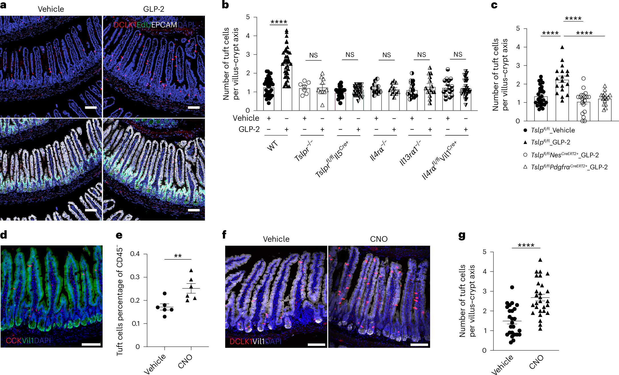 Fig. 4: GLP-2 drives ILC2-dependent tuft cell expansion.