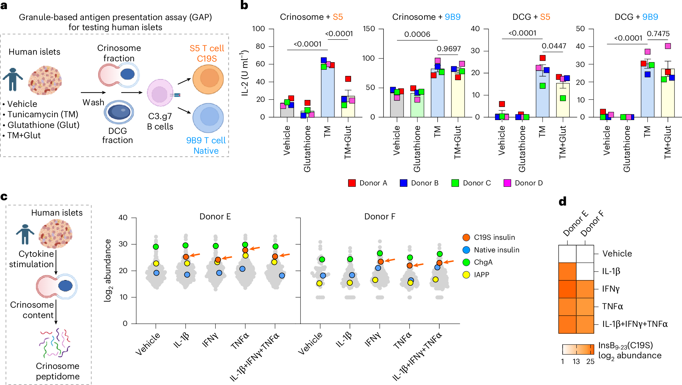 Fig. 6: C19S transformation occurs in human islets during stress and inflammation.