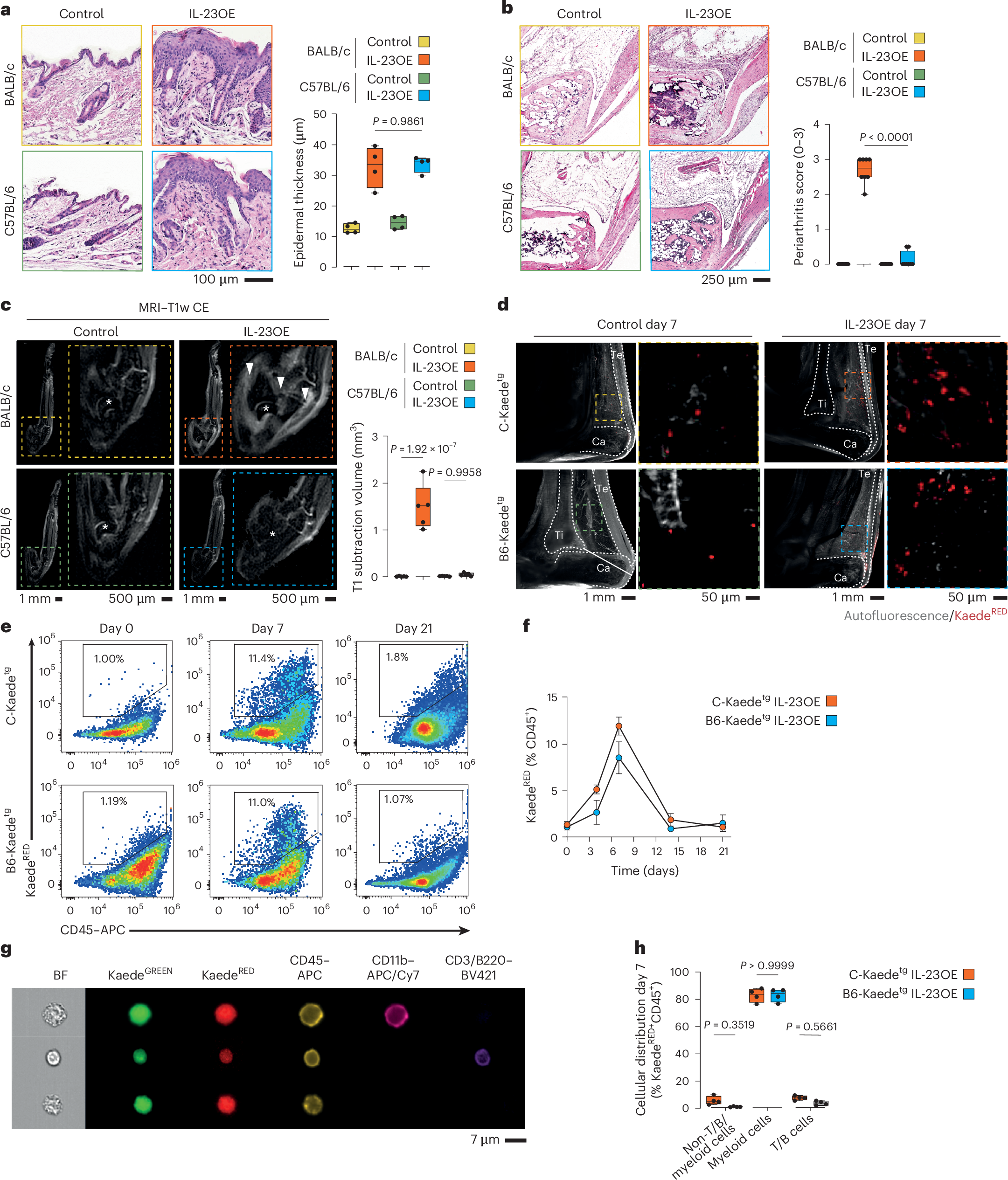 Fig. 1: CD11b+ myeloid cells migrate from the skin to joints in a model of psoriatic disease.