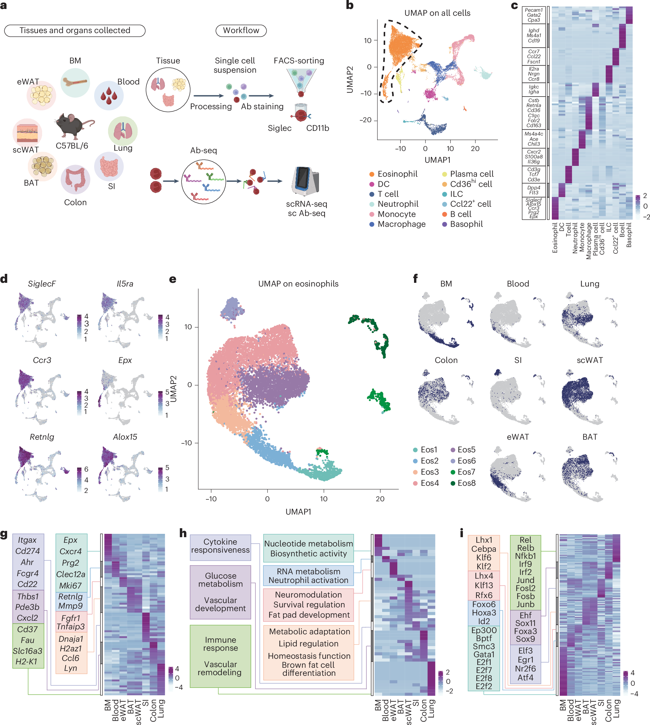 Temporal and spatial atlas of eosinophil specialization across tissues |  Nature Immunology