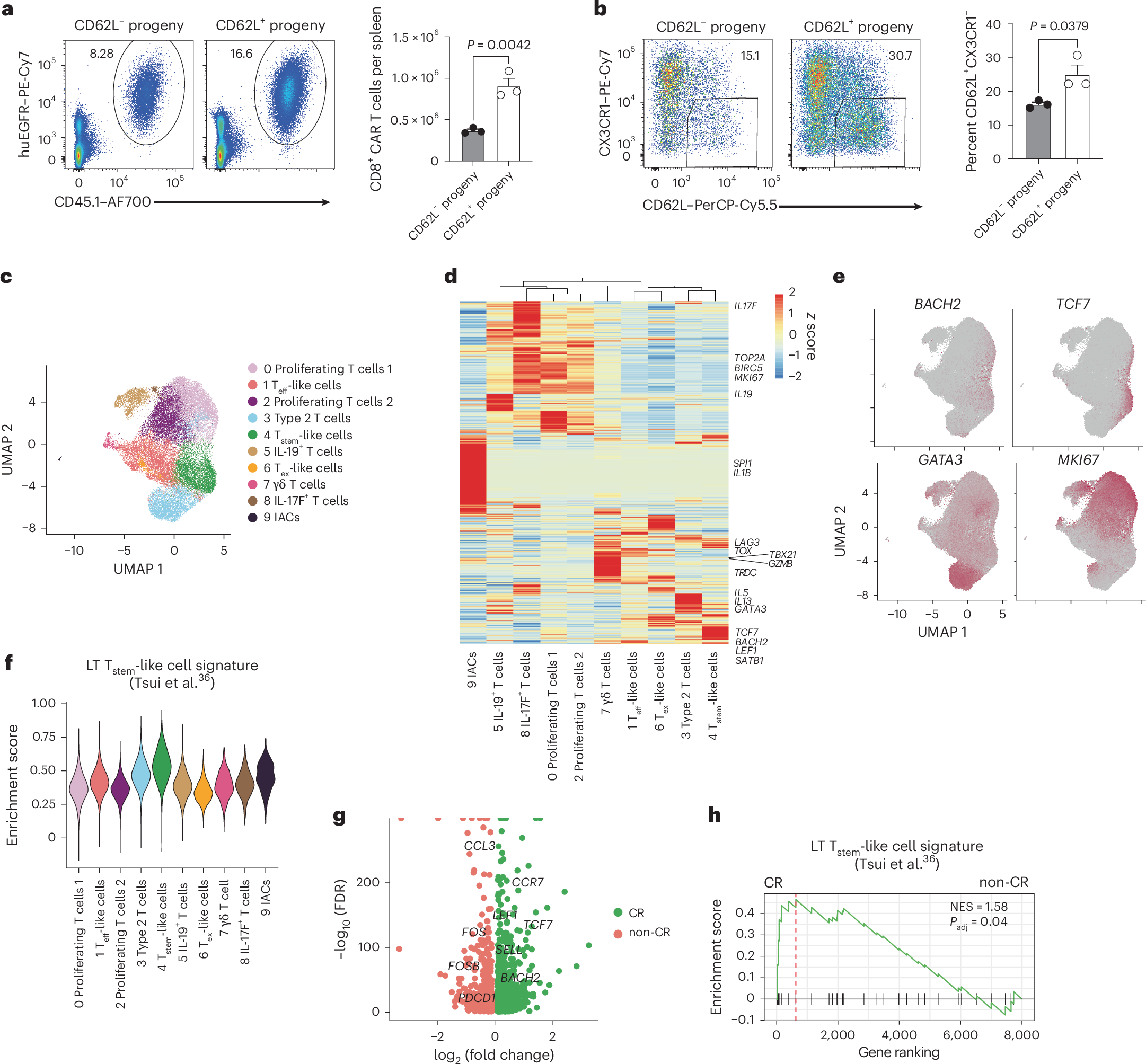 Fig. 2: Preinfusion LT stem-like CAR T cells have greater antitumor responses in mice and humans.