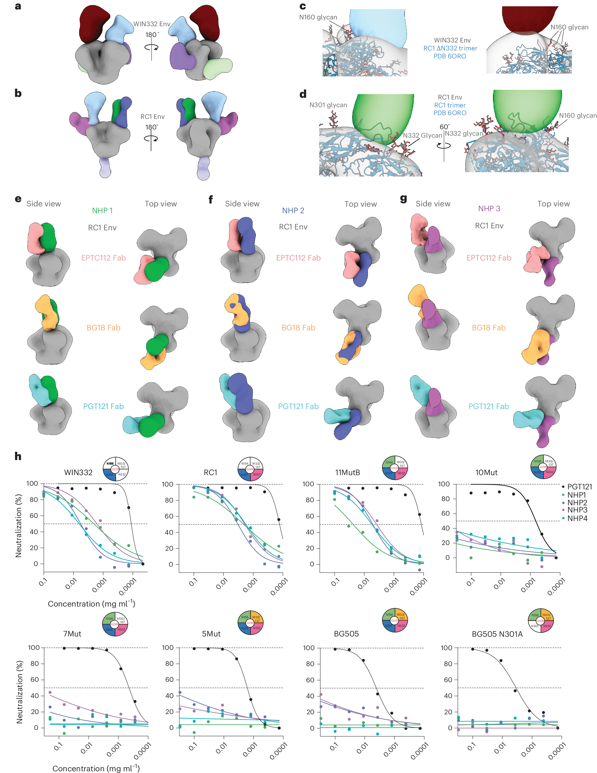 Fig. 2: WIN332 elicits serum antibodies that target the V3-glycan epitope and neutralize serially more glycosylated viruses including low activity against the fully glycosylated autologous virus.