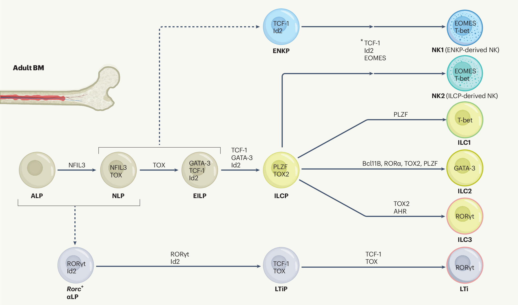 Illustration af MR Bet Casino bonus struktur